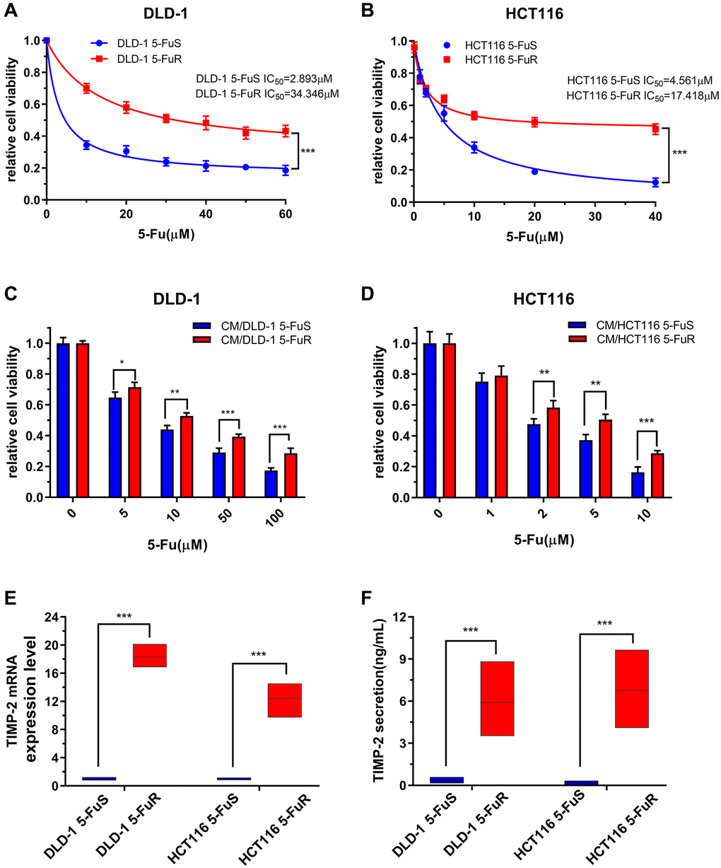 Upregulation of TIMP-2 in 5-Fu resistant CRC cells in vitro. (A, B) Relative cell viabilities of DLD-1 5-FuS cells and DLD-1 5-FuR cells, HCT116 5-FuS cells and HCT116 5-FuR cells under increasing concentrations of 5-Fu for 3 days. (C, D) Relative cell viabilities of DLD-1 5-FuS cells and HCT116 5-FuS cells in increasing concentrations of 5-Fu for 3 days after culture in conditioned medium of DLD-1 5-FuR cells or HCT116 5-FuR cells for 2 days. (E) mRNA expression levels of TIMP-2 in paired DLD-1 5-FuS cells and DLD-1 5-FuR cells, HCT116 5-FuS cells and HCT116 5-FuR cells. (F) Differences in TIMP-2 protein expression levels in paired DLD-1 5-FuS cells and DLD-1 5-FuR cells, HCT116 5-FuS cells and HCT116 5-FuR cells. Data from triplicate wells in 3 independent experiments. (A, B) ***p C–F) *p **p ***p t-test.