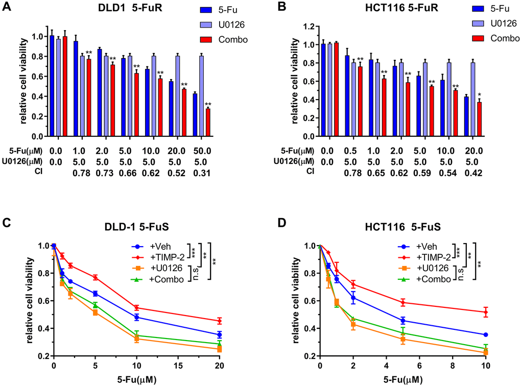 U0126 inhibits 5-Fu resistance in CRC through the ERK/MAPK signaling pathway. (A, B) Synergistic effects of U0126 and 5-Fu on DLD-1 5-FuR and HCT116 5-FuR cells. Combo = 5-Fu + U0126. (C, D) Knockdown ERK/MAPK by U0126 blocks TIMP-2 induced 5-Fu resistance in CRC cells. DLD-1 5-FuS and HCT116 5-FuS cells were cultured with 5 μM of U0126 for 24 h and then cultured with recombinant TIMP-2 (10 ng/ml) for 6 h, followed by increasing concentrations of 5-Fu treatment for 3 days. Combo = TIMP-2 + U0126. Combination index (CI) is presented below the bars. Data from triplicate wells of 3 independent experiments. (A, B) *p **p t-test between group +5Fu and group Combo. (C, D) *p **p ***p 