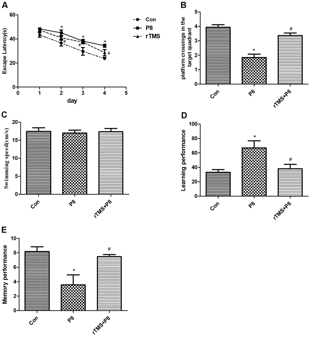 Improvement in cognitive function of the mice after rTMS treatment. (A) The latency time was compared between the three groups. (B) The dwell time in the target quadrant of mice in the three groups was compared. (C) The mean swimming speed of mice in three groups is shown. (D) The learning performance of mice in the three groups was compared. (E) The memory performance of mice in the three groups was compared. The data is demonstrated as the mean ± standard deviation (n =20). *P #P 