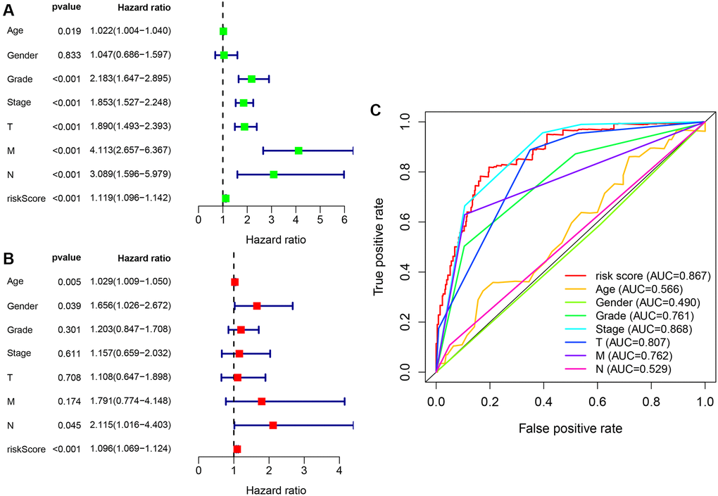 Cox regression analysis of clinical correlation indicators and integrated ROC curves. (A) Clinical-related indicators Cox univariate regression analysis showing that tumor grade, clinical stage, TMN stage, and risk score were related to outcome. (B) Cox multivariate analysis showing that risk scores are independent predictors of outcome. (C) The comparison of risk coefficient score and clinical-related indicators showing that risk coefficient score (AUC = 0.867) and tumor stage (AUC = 0.868) had the highest predictive efficacy.