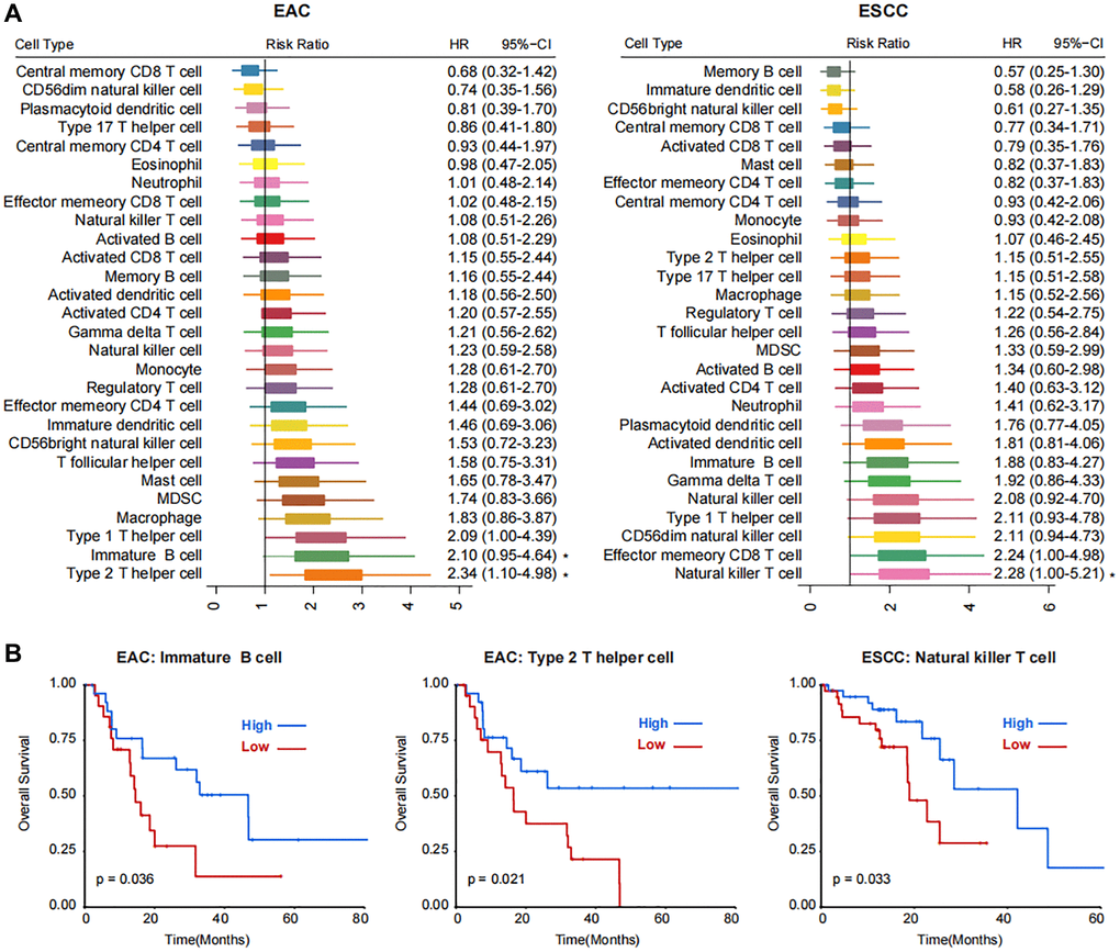 Correlations between immune cell populations and the prognosis of two subtypes of esophageal cancer, EAC and ESCC. (A) Forest plot showing the Risk Ratio and Hazard Ratio (HR) with the 95% CI of 28 kinds of TME cells in EAC and ESCC subtypes. Statistical significance is marked with asterisk at the right side. (B) Kaplan-Meier plots showing the survival curves of patients with high- and low- enrichment score of immature B cell and type 2 T helper cell in EAC and natural killer T cell in ESCC subtypes.