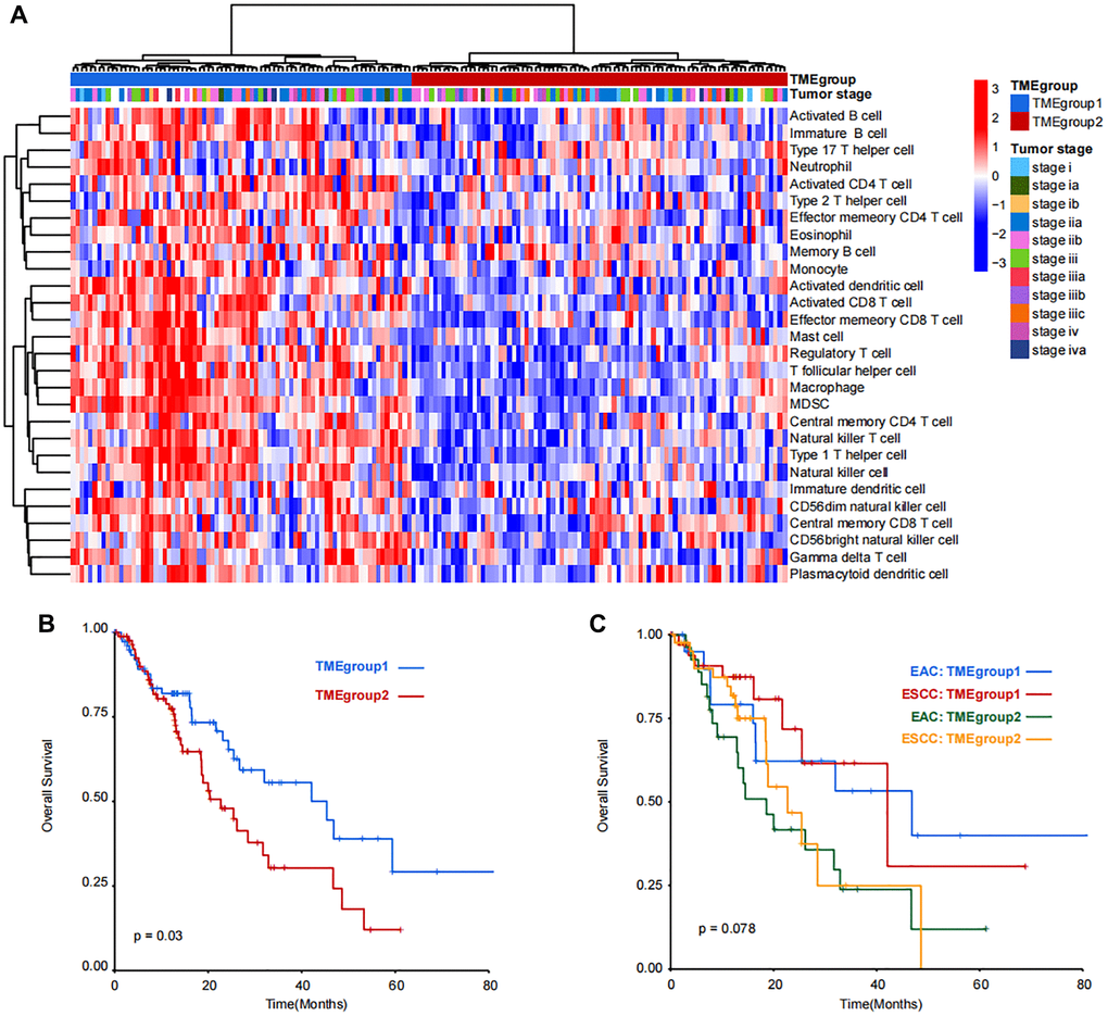 Unsupervised clustering and prognostic analysis of immune cell populations in TCGA-ESCA dataset. (A) Patients were divided into TMEgroup1 and TMEgroup2 by unsupervised clustering of 28 kinds of TME cells. TMEgroups and tumor stage of each patient are marked on the top of the heatmap. The color bar corresponds to the normalized enrichment score of TME cells. (B) Kaplan-Meier plot showing the overall survival of patients in TMEgroup1 (line in blue) and TMEgroup2 (line in red). (C) Kaplan-Meier plot showing the overall survival of patients in TMEgroup1 and TMEgroup2 between EAC and ESCC subtypes.