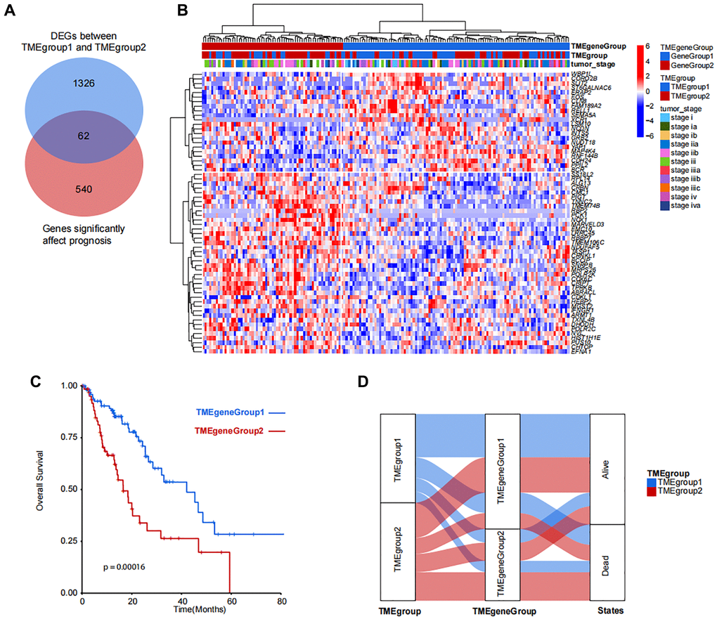 Identification and clustering of TMEgroup and prognosis correlated genes. (A) Venn diagram shows the number of genes significantly affect prognosis and DEGs between predefined TMEgroups. (B) Unsupervised clustering of 62 genes shows the 2 clusters of patients. TMEgeneGroups, TMEgroups and tumor stage of each patient are marked on the top of the heatmap. The color bar corresponds to the normalized expression value of signature genes. (C) Kaplan-Meier plot showing the overall survival of TMEgeneGroup1 (line in blue) and TMEgeneGroup2 (line in red). (D) Sankey diagram showing the proportional relationship in TMEgroup substyles, TMEgenegroup substyles and the patient survival states.