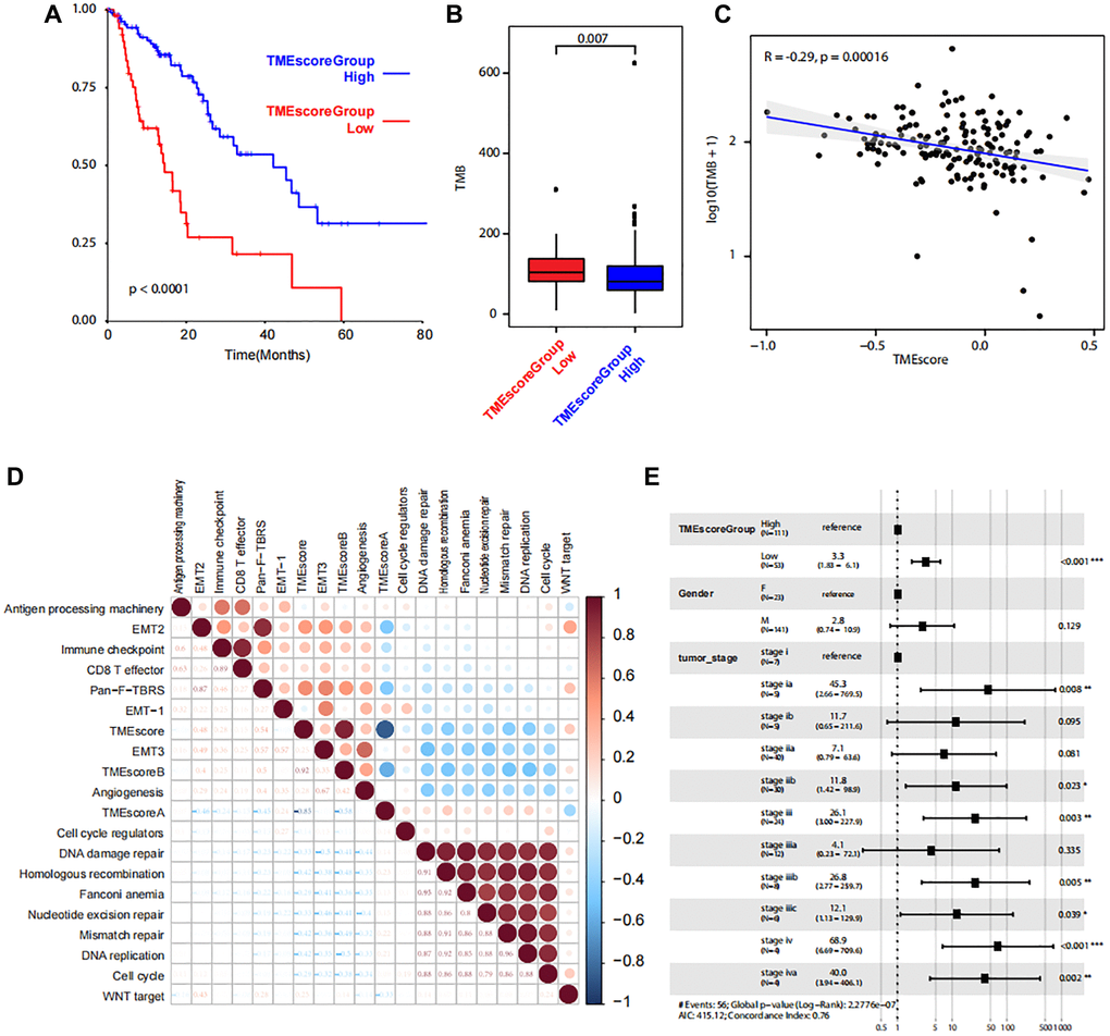 Correlations between TMEscore and patient prognosis. (A) Kaplan-Meier plot shows significant difference of the overall survival between the two groups with high and low level of TME scores. (B) Box plot shows TMB between the two groups with high and low level of TME scores. (C) Line regression shows the correlation between TMEscore and TMB. R value and P values are also labelled. (D) The correlation between cancer related pathways and TMEscore. The size and color correspond to the correlation values. (E) The multivariate Cox regression model shows the correlations between TMEscore and clinical phenotypes.