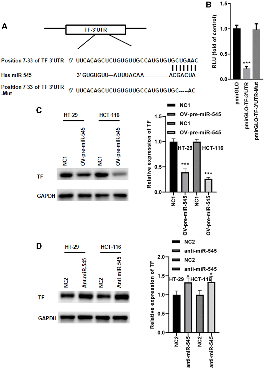 miR-545 targets the transferrin gene. (A) A conserved miR-545 binding site was identified in the TF 3’UTR using TargetScan. (B) A dual luciferase reporter assay demonstrated that miR-545 significantly decreased the relative luciferase reporter activity of the pmirGLO-TF-3’UTR. A Western blot assay showed that overexpression of miR-545 significantly decreased TF expression in HT-29 and HCT-116 cells (C), but inhibition of miR-545 significantly increased TF expression (D). *p ***p 