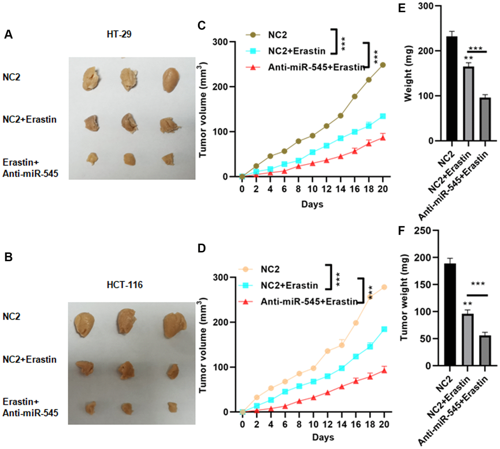 Inhibition of miR-545 decreased tumor growth in vivo. Inhibition of miR-545 decreased tumor sizes in C57BL/6 mice injected subcutaneously with indicated HT-29 (A) or HCT-116 (B) cells. Inhibition of miR-545 reduced tumor volumes compared to erastin alone for HT-29 (C) and HCT-116 (D) cells. Inhibition of miR-545 further reduced tumor weights compared to erastin alone for HT-29 (E) and HCT-116 (F) cells. *p **p ***p 