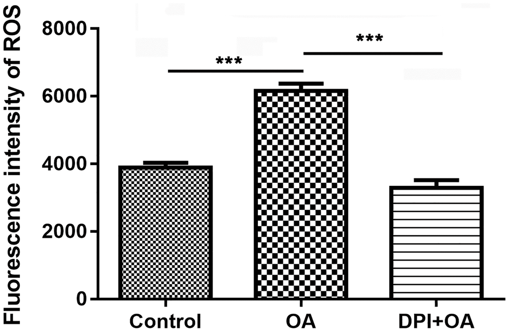 DPI inhibited OA-induced ROS production. Abbreviations: DPI: NAPDH oxidase inhibitor; OA: oleic acid; ROS: reactive oxygen species. ***P 