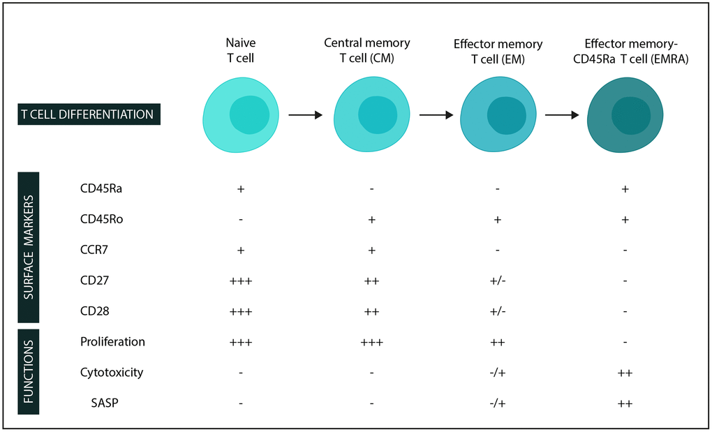 Surface markers and functions in stages of T-cell differentiation (in the CD4 and CD8 compartments). −: low expression/not expressed/function not present. +: expressed/function present, and additional +’s: higher expression/function. Abbreviation: SASP: Senescence-associated secretory phenotype.