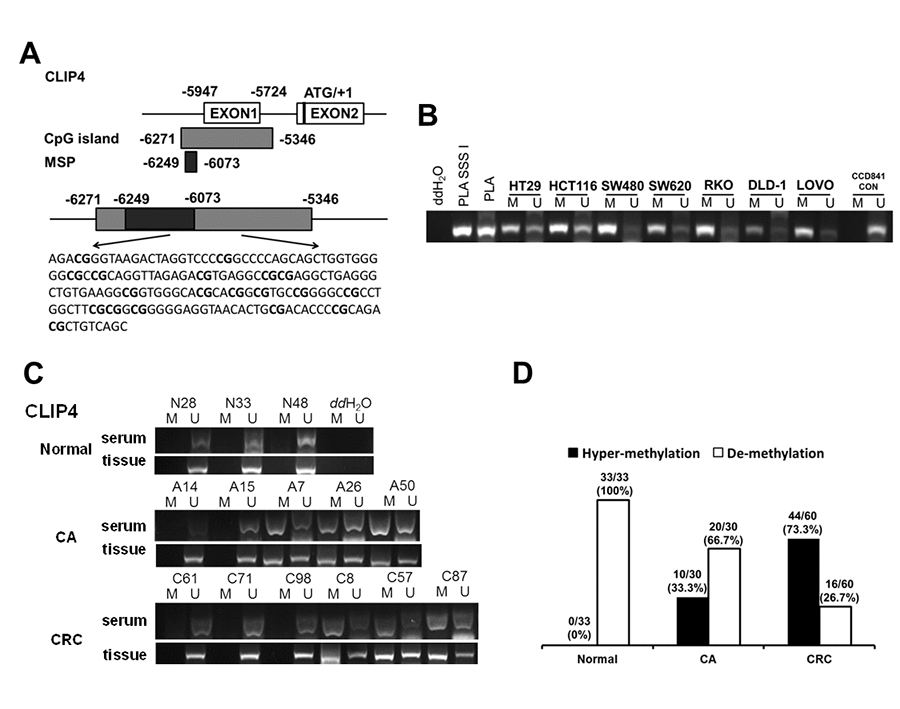 The serum hyper-methylated status of CLIP4 in CRC, CA patients and healthy controls. (A) Schematic illustration of the gene structure of CLIP4, the position of CpG islands and MSP primers. (B) Detecting CLIP4 methylation status in 8 cell lines. Placental DNA (or treated by SSSI) represented a positive control for de-methylation or methylation. Abbreviations: M: methylation; U: un-methylation. (C) Representative serum and tissue methylation status of CLIP4 in CRC, CA patients and healthy controls. (D) Frequency of serum CLIP4 methylation status in 60 CRC, 30 CA patients and 33 healthy controls.