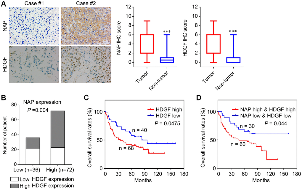 Correlation analysis of NAP1L1 and HDGF with overall survival of patients with glioma. (A) Representative immunohistochemistry images and IHC score of expression of NAP1L1 and HDGF in glioma tissues, respectively. Original magnification 400×. (B) Correlation analysis of NAP1L1 and HDGF with overall survival of patients with glioma. Prognostic significance assessed by Kaplan-Meier survival estimates. Comparison of the overall survival by HDGF (C), respectively. (D) Kaplan-Meier analysis of overall survival in patients with variable expression of NAP1L1 and HDGF. *P **P ***P 