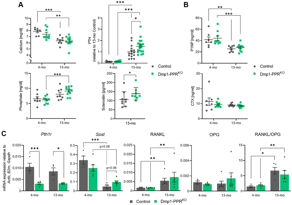 Serum markers and skeletal gene expression in Dmp1-PPRKO mice. (A) Serum calcium, phosphate, PTH and sclerostin in male control and Dmp1-PPRKO mice was measured by ELISA. PTH levels were normalized to 13-month-old control due to a high intra-assay variation (>9.8%). (B) Serum levels of bone formation (P1NP) and resorption marker (CTX) were also measured by ELISA. N = 7–19 per group. Data are presented as mean ± SEM. (C) Gene expression in marrow-removed long bones of male mice was analyzed with qPCR. N = 4–6 per group. Two-way ANOVA with Tukey’s post hoc test, unpaired Welch’s t test, or Mann-Whitney test was performed. *p **p ***p Actb, B2m, and Gapdh), which were selected by GeNorm. Expression data are presented as mean ± SEM.