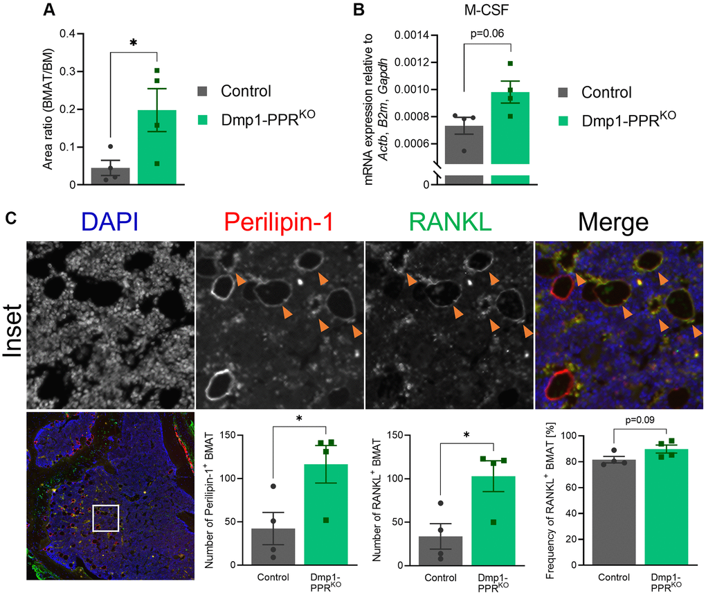 Increased bone marrow adipocytes in middle-aged Dmp1-PPRKO mice. (A) The area of bone marrow adipose tissue (BMAT) over the total bone marrow (BM) space within 300-μm from the epiphyseal plate was analyzed on H&E-stained tibiae sections of male control and Dmp1-PPRKO mice at 13 months of age. Representative images are shown in Figure 1A. N = 4 per group. (B) Expression of M-CSF in the BM isolated from the femora of middle-aged male animals (13 months old) was analyzed by qPCR. N = 4 per group. (C) Immunofluorescence staining of perilipin-1, RANKL and DAPI was performed on the tibiae of middle-aged (13 months) male control and Dmp1-PPRKO mice. Representative images of a tibia from Dmp1-PPRKO mouse are shown. In the merged image, DAPI, perilipin-1 and RANKL staining is shown in blue, red, and green, respectively. The orange arrowheads indicate RANKL+ BMAT (identified as perilipin-1+). The number of BMAT (left) and the number (middle) and frequency (right) of RANKL+ BMAT in the BM space were analyzed. N = 4 per group. Unpaired student’s t test was performed. *p 