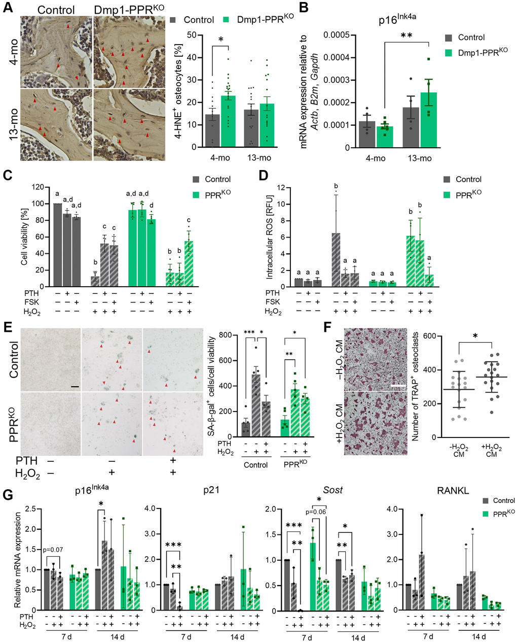 PTH protects osteocytes from oxidative stress-induced cell death and senescence. (A) Representative images of immunohistochemistry for 4-HNE on the L3/4 vertebrae from male animals are shown. The frequency of 4-HNE+ osteocytes per image field was analyzed. Mean ± SEM is shown. (B) Expression of p16Ink4a in the tibiae of male control and Dmp1-PPRKO mice was analyzed by qPCR. N = 4–6 per group. Mean ± SEM is shown. (C–E) Control and 12H-PPRKO osteocytic cell line was pretreated with either 10 nM hPTH(1–34) or 10 μM forskolin (FSK) for 18-22 hrs prior to H2O2 exposure. (C) After H2O2 exposure (1 mM, overnight), cell viability was measured by resazurin-based assays. (D) After H2O2 exposure (1 mM, 4 h) intracellular ROS levels were measured using a fluorescent probe (DCFDA). Data are presented as relative fluorescence unit (RFU). (E) After continuous exposure to H2O2 (150 μM, 14 d), cells were stained for SA β-gal. Representative SA β-gal staining images and the quantification of SA β-gal+ cells (red arrowheads) are shown. Bar = 100 μm. (F) Representative TRAP staining images are shown of BMMCs isolated from 3–4-month-old male control mice under osteoclastic differentiation in the presence of conditioned medium from H2O2-treated control osteocytic cell line (–H2O2 or +H2O2, 150 μM for 7 days). Bar = 400 μm. N = 18 per group. (G) After continuous exposure to H2O2 (100 or 150 μM, 7 or 14 d), cells were harvested for RNA isolation. mRNA expression of p16Ink4a, p21, Sost, and RANKL were analyzed by qPCR. N = 3 per group. Kruskal-Wallis test with Dunn’s post hoc test, two-way ANOVA with Tukey’s post hoc test, one-way ANOVA with Sidak’s post hoc test or Mann-Whitney test were performed. *p **p ***p 