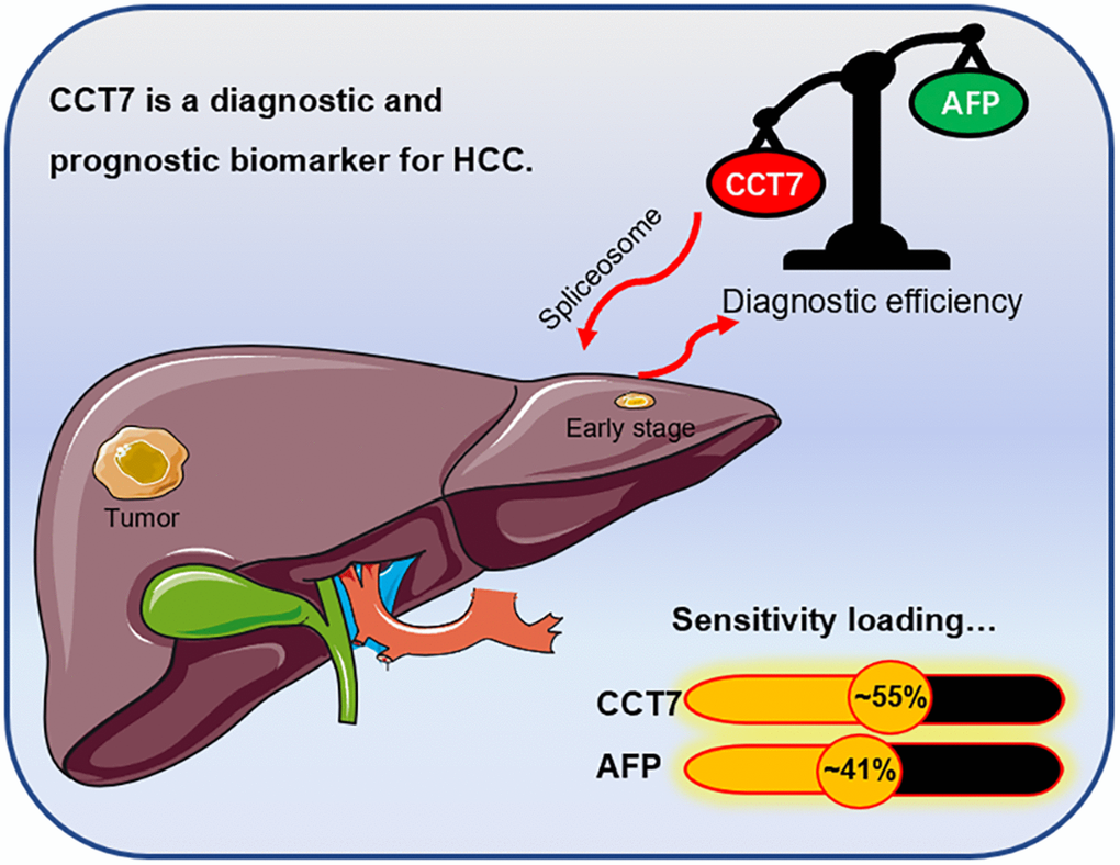 Graphical representation of the diagnostic sensitivity of CCT7 and AFP in HCC patients from TCGA. CCT7 exhibited significantly greater diagnostic value than AFP. CCT7 functions as an oncogene that promotes HCC tumorigenesis and progression through the spliceosome signaling pathway.
