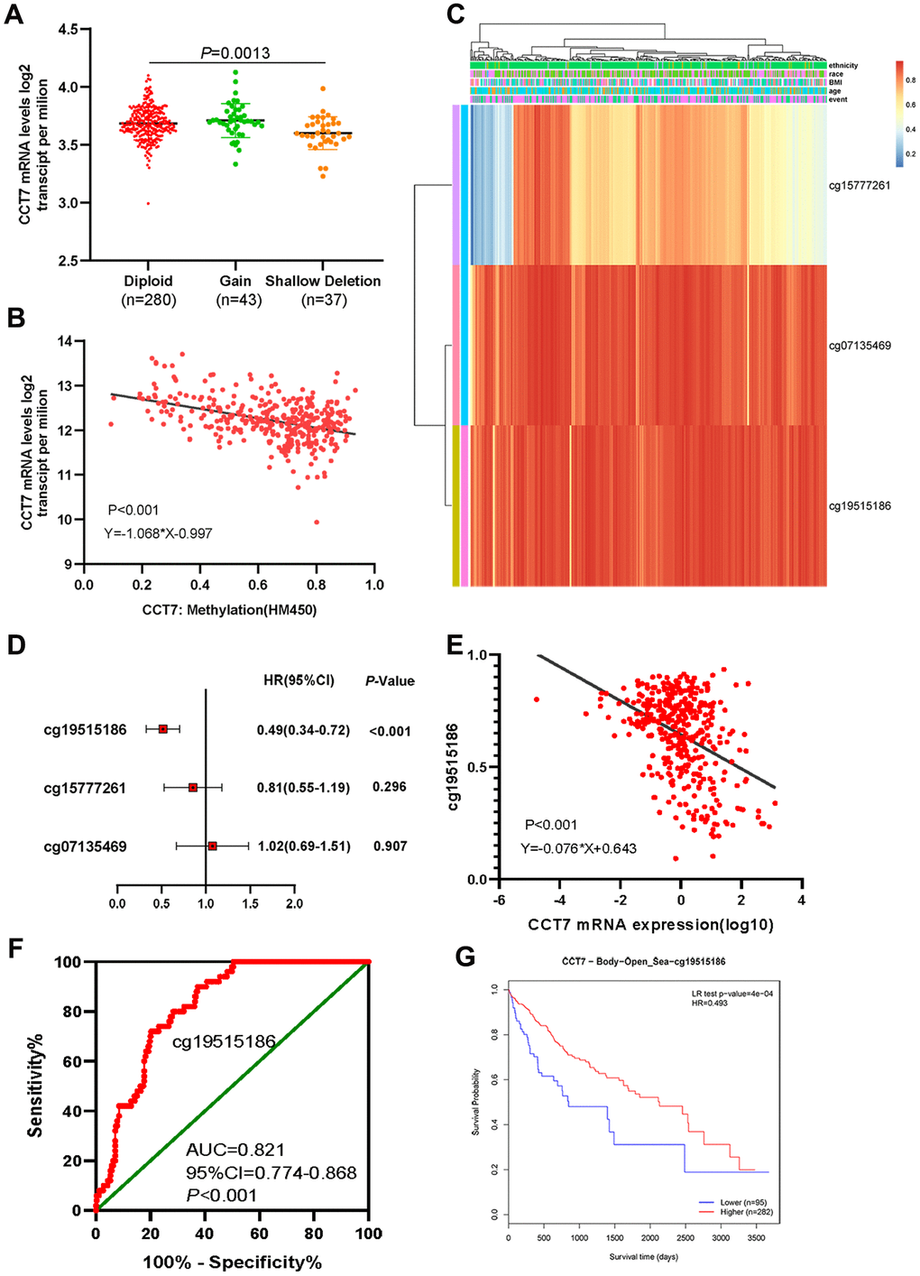 Dysregulated CCT7 expression is associated with DNA methylation status in HCC patients. (A) CCT7 mRNA expression in different copy number groups. (B) The correlation between CCT7 mRNA expression and DNA methylation status. (C) The heat map shows CCT7-related methylated CpG sites in HCC. (D) The forest map shows the correlation between CpG site methylation and survival times in HCC patients. (E) The correlation between CCT7 mRNA expression and cg19515186 methylation status. (F) ROC curve analysis showing the significant diagnostic value of cg19515186 methylation status for HCC in TCGA. (G) Survival analysis showing that higher methylation of cg19515186 was associated with better OS in HCC patients.