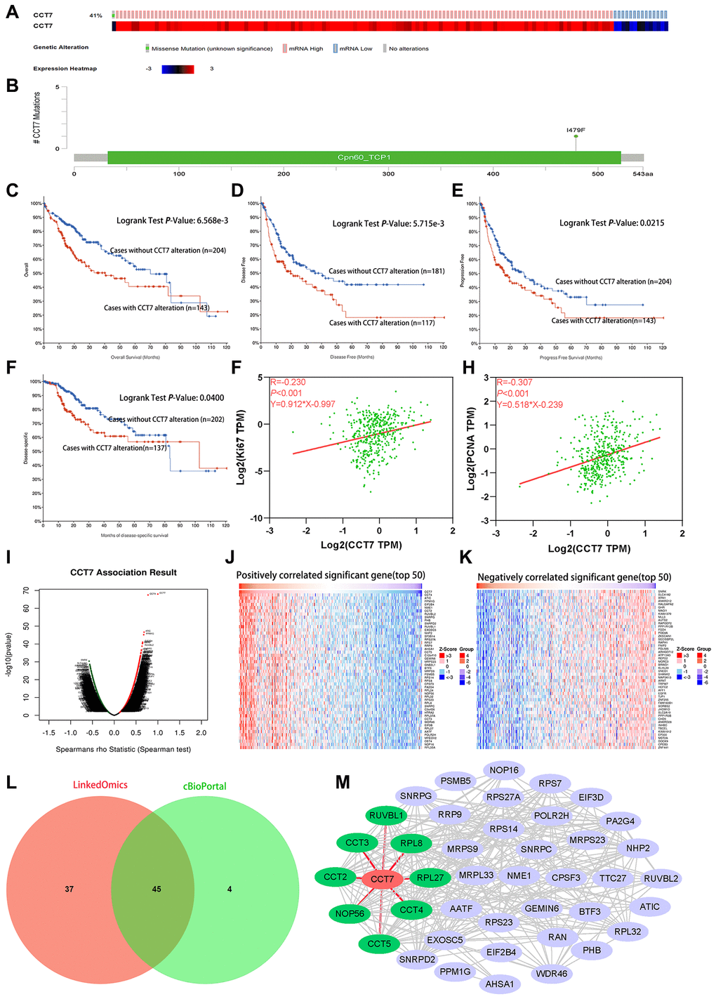 Genetic alterations of CCT7 are associated with poorer survival in HCC patients. (A) CCT7 was genetically altered in 143 patients (41%) from a cohort of 348 HCC patients. (B) A mutational hotspot of 1479F/Missense was found in 104 patients. (C–F) Survival analyses showing that HCC patients with CCT7 alterations had poorer OS (C), disease-free survival (D), progression-free survival (E) and disease-specific survival (F) than those without. (G, H) Spearman’s correlation analysis revealing that CCT7 mRNA expression correlated positively with Ki67 (G) and PCNA (H) expression. (I–K) CCT7 expression-associated target gene analysis in the LinkedOmics database. (I) Volcano chart exhibiting genes with significant positive/negative correlations with CCT7 expression. (J) Top 50 genes that were positively associated with CCT7 expression. (K) Top 50 genes that were negatively associated with CCT7 expression. (L) Venn plot showing the overlapping genes from the LinkedOmics and cBioPortal databases with Spearman’s values greater than 0.55. (M) PPI network for 45 genes co-expressed with CCT7. CCT2, CCT3, CCT4, CCT5, NOP56, RPL8, RPL27 and RUVBL1 were found to interact with CCT7.