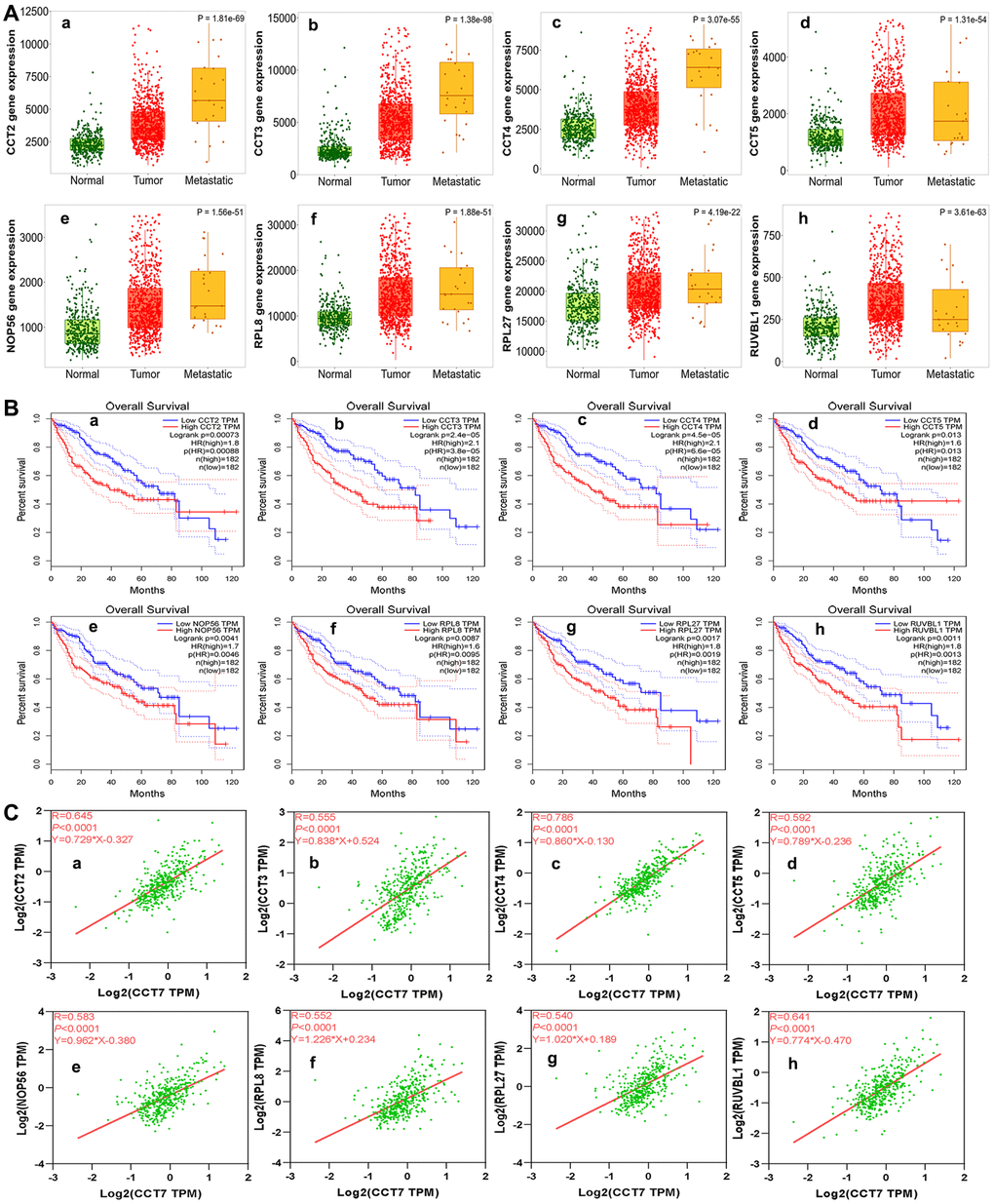 Analysis of genes co-expressed with CCT7 in HCC patients. (A) The mRNA levels of CCT2 (a), CCT3 (b), CCT4 (c), CCT5 (d), NOP56 (e), RPL8 (f), RPL27 (g) and RUVBL1 (h) in normal, tumor and metastatic tissues. (B) Survival analysis showing associations of CCT2 (a), CCT3 (b), CCT4 (c), CCT5 (d), NOP56 (e), RPL8 (f), RPL27 (g) and RUVBL1 (h) mRNA levels with the OS of HCC patients (all P C) Correlation of CCT7 levels with CCT2 (a), CCT3 (b), CCT4 (c), CCT5 (d), NOP56 (e), RPL8 (f), RPL27 (g) and RUVBL1 (h) levels.