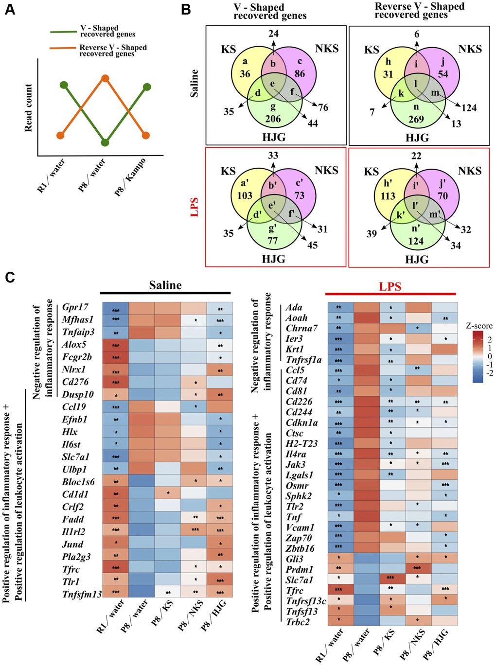 Oral administration of Kampo formulas results in characteristic gene expression patterns in the hippocampus of 19-week-old SAMP8 mice. (A) Genes that were significantly down-regulated in the water-administered SAMP8 mice as compared with water-administered SAMR1 mice and that were significantly up-regulated by treatment with Kampo formulas, i.e., the green line, are referred to as V-shaped recovered genes. Genes that were significantly up-regulated in the water-administered SAMP8 mice as compared with water-administered SAMR1 mice and that were significantly down-regulated by treatment with Kampo formulas, i.e., the orange line, are referred to as reverse V-shaped recovered genes. (B) Venn diagrams showing differences and similarities in gene expression among Kampo formula–treated groups. Numbers in circles indicate the number of genes with statistically significant changes in expression (P Supplementary Table 1. (C) Heatmap of differential gene expression related to the inflammatory response in the hippocampus of SAMR1 and SAMP8 mice. *P **P ***P n = 5) vs. water-administered SAMP8 mice, using the likelihood ratio test. Abbreviations: KS: kososan; NKS: nobiletin-rich kososan; HJG: hachimijiogan; LPS: lipopolysaccharide.