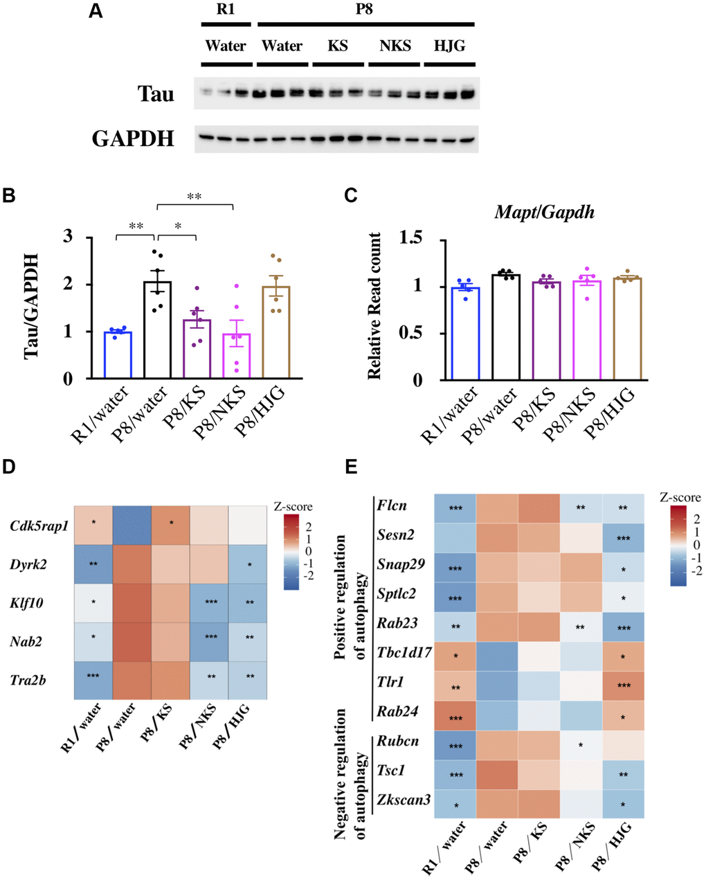 Oral administration of KS and NKS blocks the increase in the level of tau observed in the hippocampus of SAMP8 mice. (A) Representative western blot images of tau and GAPDH expression. (B) Expression of tau was normalized based on GAPDH expression. (C) Expression of Mapt was normalized based on Gapdh expression. Heatmap of differential gene expression related to phosphorylation and splicing of tau (D) and autophagy (E) in the hippocampus of mice. Data are shown as the mean ± SEM (n = 5 or 6). *P **P ***P 