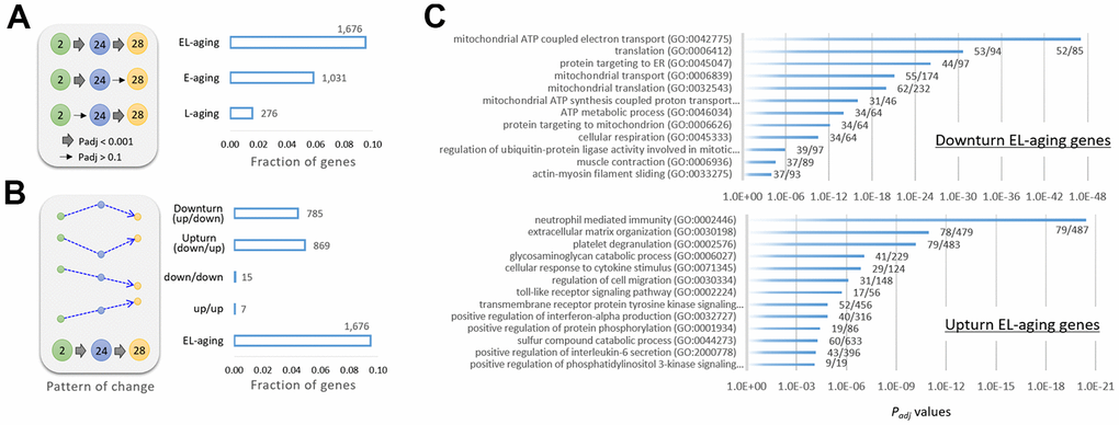 Classification of genes by age-associated expression pattern. (A) Gene categories of E-aging genes, L-aging genes, or EL-aging genes that show significant changes in expression levels during E-aging or L-aging, or in both phases (EL-aging), respectively. The thick arrow in the illustration indicates a significant change (Padj Padj > 0.1). (B) Further classification of the EL-aging genes by the pattern (dotted arrows in blue) of change in expression level with age. The number of genes in each category is indicated on the graph. (C) Gene ontology result using 785 downturn (top) and 869 upturn EL-aging genes (bottom). The fractional numbers indicate the number of EL-aging genes over the whole genes in the corresponding gene set.