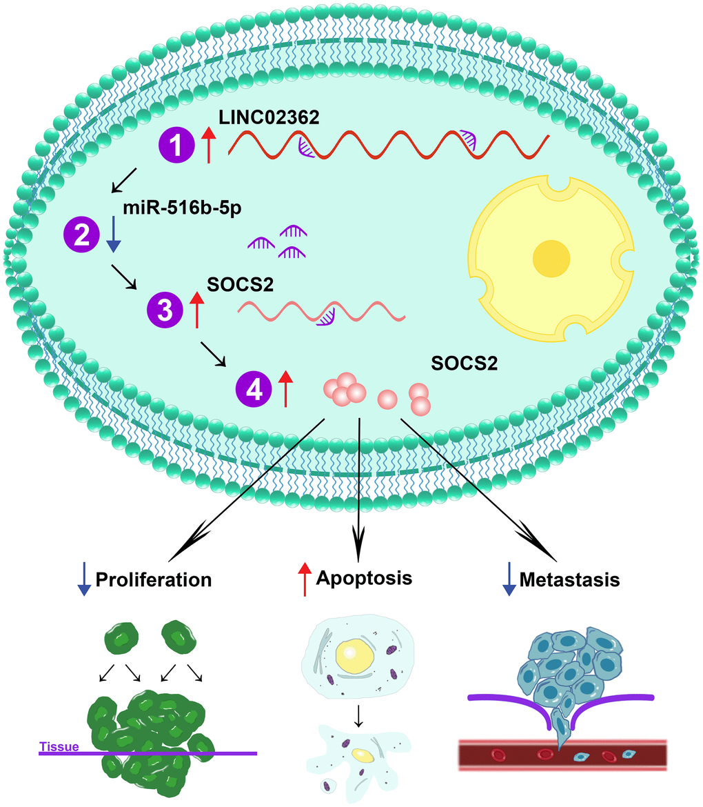 Schematic working model of LINC02362/miR-516b-5p/SOCS2 axis on HCC progression. Schematic model showing the mechanism how the LINC02362/miR-516b-5p/SOCS2 axis regulate the HCC progression. Upon the upregulation of LINC02362, downstream target miRNA miR-516b-5p is sponged and the levels are decreased in the HCC cells. As miR-516b-5p is a negative regulator of SOCS2, the SOCS2 mRNA and protein levels are enhanced by LINC02362, resulting in the mitigation of cell proliferation and metastasis and augment of cell apoptosis of HCC cells.