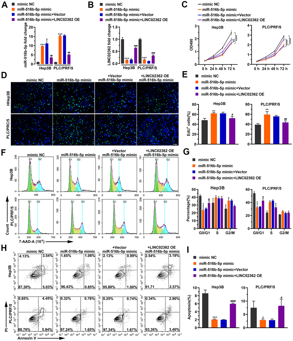 LINC02362 sponges miR-516b-5p to mitigate the enhancement of HCC cell survival. (A, B) RT-qPCR quantification of miR-516b-5p (A) and LINC02362 (B) expression in Hep3B and PLC/PRF/5 cells (n=3). (C) MTT assay (n=3) for measuring the proliferative abilities of HCC cells overexpressing miR-516b-5p and/or LINC02362. (D, E) EdU labeling to detect the percentage of dividing cells in LINC02362 and miR-516b-5p-overexpressing HCC cells (D) and the corresponding quantification (E; n=3). Bar=100μm. (F, G) Measurement (F) and quantification (G; n=3) of the cell cycle in HCC cells by flow cytometry. (H, I) Detection (H) and quantification (I; n=3) of apoptotic cells in HCC cells overexpressing LINC02362 and miR-516b-5p. * or # 0.01 P P P P 