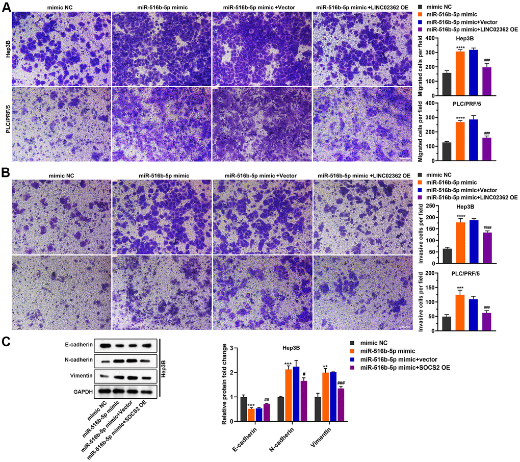 LINC02362 sponges miR-516b-5p to attenuate the augment of HCC cell migration and invasion. (A) Transwell assays to test the effects of LINC02362 and miR-516b-5p overexpression on HCC cell migration. Representative images (left) and quantification (right; n=3) are shown. (B) Transwell assays to test the effects of LINC02362 and miR-516b-5p overexpression on HCC cell invasion. Representative images (left) and quantification (right; n=3) are shown. (C) Representative images (left) and quantification (right; n=3) of western blotting analysis for detecting the levels of EMT markers in Hep3B cells. # 0.01 P P P P 