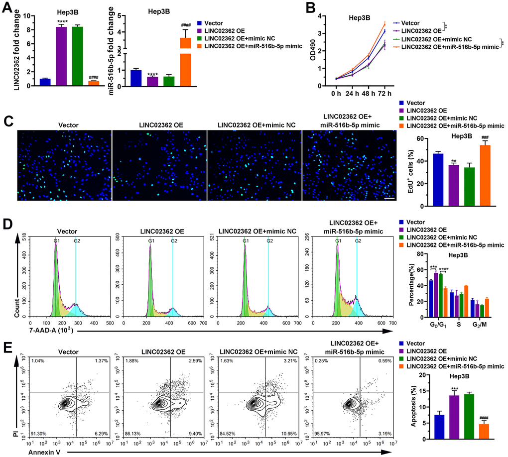 miR-516b-5p is critical for the effects of LINC02362 on HCC cell survival. (A) RT-qPCR quantification of miR-516b-5p (left) and LINC02362 (right) expression in Hep3B and PLC/PRF/5 cells (n=3). (B) MTT assay (n=3) for measuring the proliferative abilities of HCC cells overexpressing miR-516b-5p and/or LINC02362. (C) EdU labeling to detect the percentage of dividing cells in LINC02362 and miR-516b-5p-overexpressing HCC cells (left) and the corresponding quantification (right; n=3). Bar=100μm. (D) Measurement (left) and quantification (right; n=3) of the cell cycle in HCC cells by flow cytometry. (E) Detection (left) and quantification (right; n=3) of apoptotic cells in HCC cells overexpressing LINC02362 and miR-516b-5p. ** 0.001 P P P 