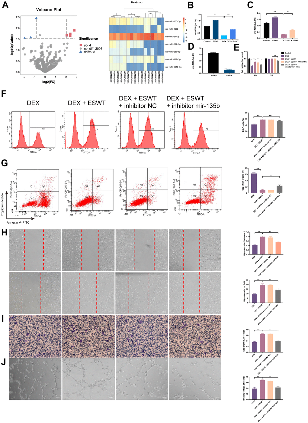 Effect of miR-135b on endothelial cells treated with GCs. (A) Volcano plot and heat map of potential differentially abundance microRNAs; (B) expression of miR-135b in HUVECs; (C) expression of miR-135b in BMECs; (D) expression of miR-135b in femoral head tissue; (E) After transfection of inhibitor mir-135b, ECs were subjected to ESWT with 0.05 mJ/mm2, 1000 shots followed by DEX with 180 μM. cell viability examined by CCK-8 analysis in BMECs; (F) cell proliferation confirmed by EdU assay in BMECs; After transfection of inhibitor mir-135b, ECs were subjected to ESWT with 0.03 mJ/mm2, 1000 shots followed by DEX with 180 μM. (G) apoptosis rate of assessed through Annexin V-FITC/PI in BMECs; After transfection of inhibitor mir-135b, ECs were subjected to ESWT with 0.05 mJ/mm2, 1000 shots followed by DEX with 180 μM. (H) migration ability evaluated by wound healing assay in BMECs; (I) migration ability evaluated by Transwell assay in BMECs; (J) angiogenesis ability evaluated by tube formation assay in BMECs. n=3 **P ***P 