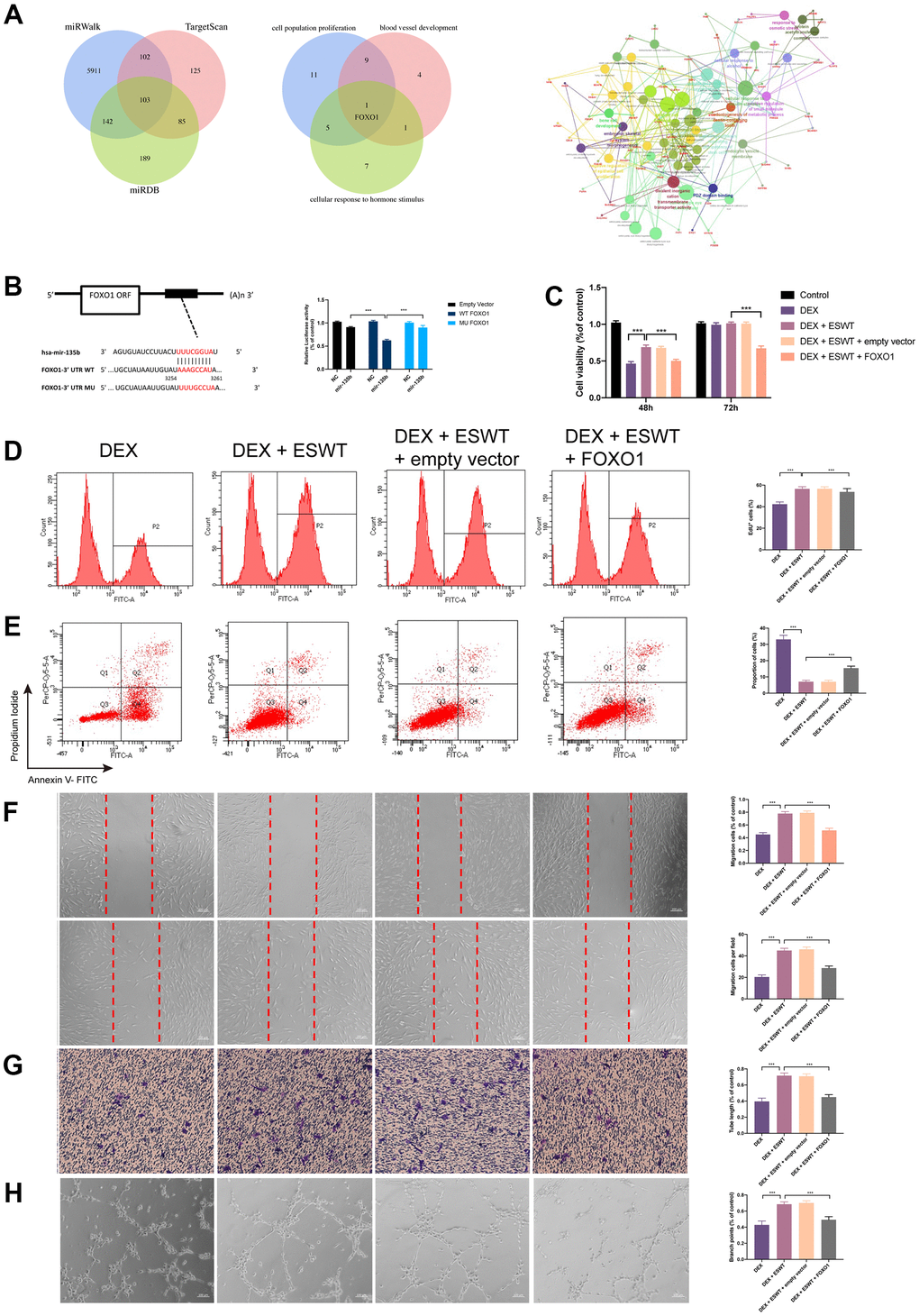 Effect of FOXO1 on endothelial cells treated with GCs. (A) predicted target gene of miR-135b through miRwalk, TargetScan, and miRDB; GO and KEGG enrichment analysis of potential target genes via ClueGO; bioinformatics analysis revealed FOXO1 as a potential target gene of miR-135b. (B) dual luciferase reporter assay verified the targeting relationship between miR-135b and FOXO1; After overexpression of FOXO1, ECs were subjected to ESWT with 0.05 mJ/mm2, 1000 shots followed by DEX with 180 μM. (C) cell viability examined by CCK-8 analysis in BMECs; (D) cell proliferation confirmed by EdU assay in BMECs; After overexpression of FOXO1, ECs were subjected to ESWT with 0.03 mJ/mm2, 1000 shots followed by DEX with 180 μM. (E) the apoptosis rate assessed through Annexin V-FITC/PI in BMECs; After overexpression of FOXO1, ECs were subjected to ESWT with 0.05 mJ/mm2, 1000 shots followed by DEX with 180 μM. (F) migration ability evaluated by wound healing assay in BMECs; (G) migration ability evaluated by Transwell assay in BMECs; (H) angiogenesis ability evaluated by tube formation assay in BMECs. n=3 **P ***P 