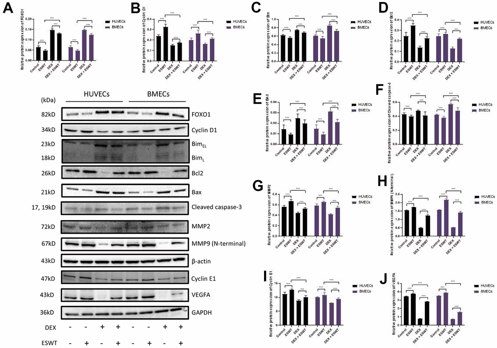 Role of ESWT in the regulation of FOXO1 and related proteins. ECs were subjected to ESWT with 0.05 mJ/mm2, 1000 shots followed by DEX with 180 μM. (A–J) Immunoblotting and statistical graph of FOXO1, Cyclin D1, Bim, Bcl2, Bax, cleaved Caspase-3, MMP2, MMP9 (N-terminal), Cyclin E1, and VEGFA. n=3 **P ***P 