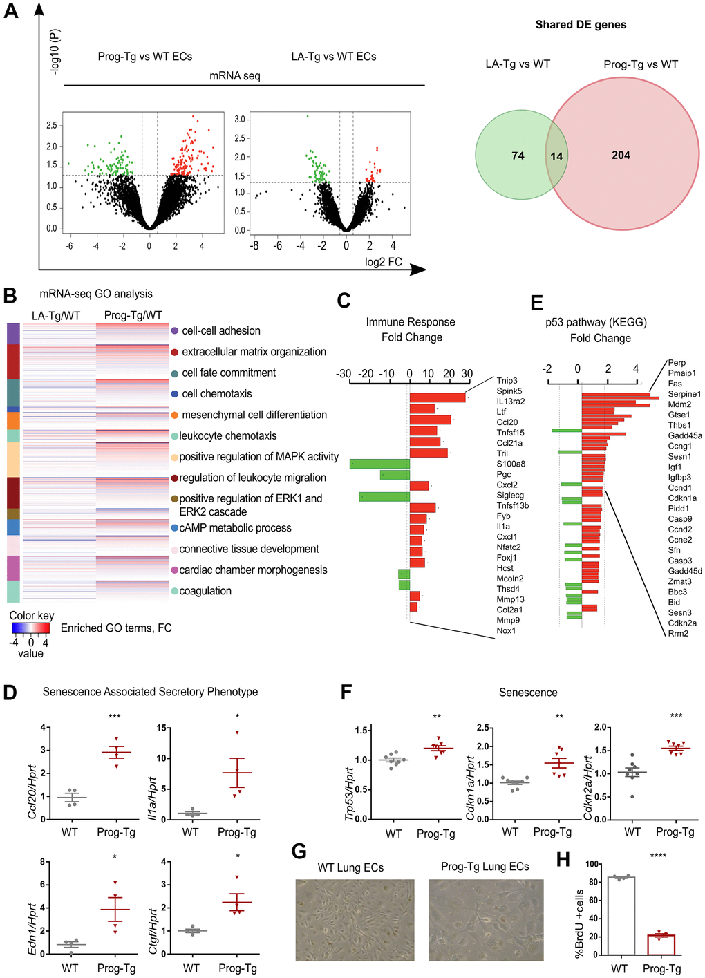 Progerin expression in endothelial cells activates senescence and SASP. (A) Volcano plots depicting differential expression (DE) analysis of genes in Prog-Tg/WT and LA-Tg/WT lung endothelial cells (ECs, left panel). Red, upregulated-, green, downregulated genes; X-axis, log2 values of fold change (FC>1,5 and 10 values of p-value (pB) Heatmap displaying enriched Gene Ontology (GO) terms of the whole ranked list of DE genes in Prog-Tg/WT and control group LA-Tg/WT using topGO and GOstats packages in R/Bioconductor. (C) Enriched GO term “Immune response” exhibiting significantly DE genes in Prog-Tg/WT lung ECs. (D) qPCR analysis of Ccl20, Il1a, Edn1 and Ctgf in Prog-Tg/WT lung ECs using Hprt as reference gene. (E) KEGG pathway analysis of the “p53 pathway” enriched term showing DE genes in Prog-Tg/WT ECs. (F) qPCR analysis of Trp53, Cdkn1a and Cdkn2a in Prog-Tg/WT lung ECs using Hprt as reference gene. (G) Representative images from WT and Prog-Tg lung ECs at passage 2. (H) Bromodeoxyuridine incorporation assay (BrdU) performed for 40 h using Prog-Tg and WT lung ECs (n=4). For qPCR and BrdU assay, comparisons were performed between Prog-Tg and WT. For qPCRs n=4-8. Statistics were performed using unpaired two-tailed Students t test, *p