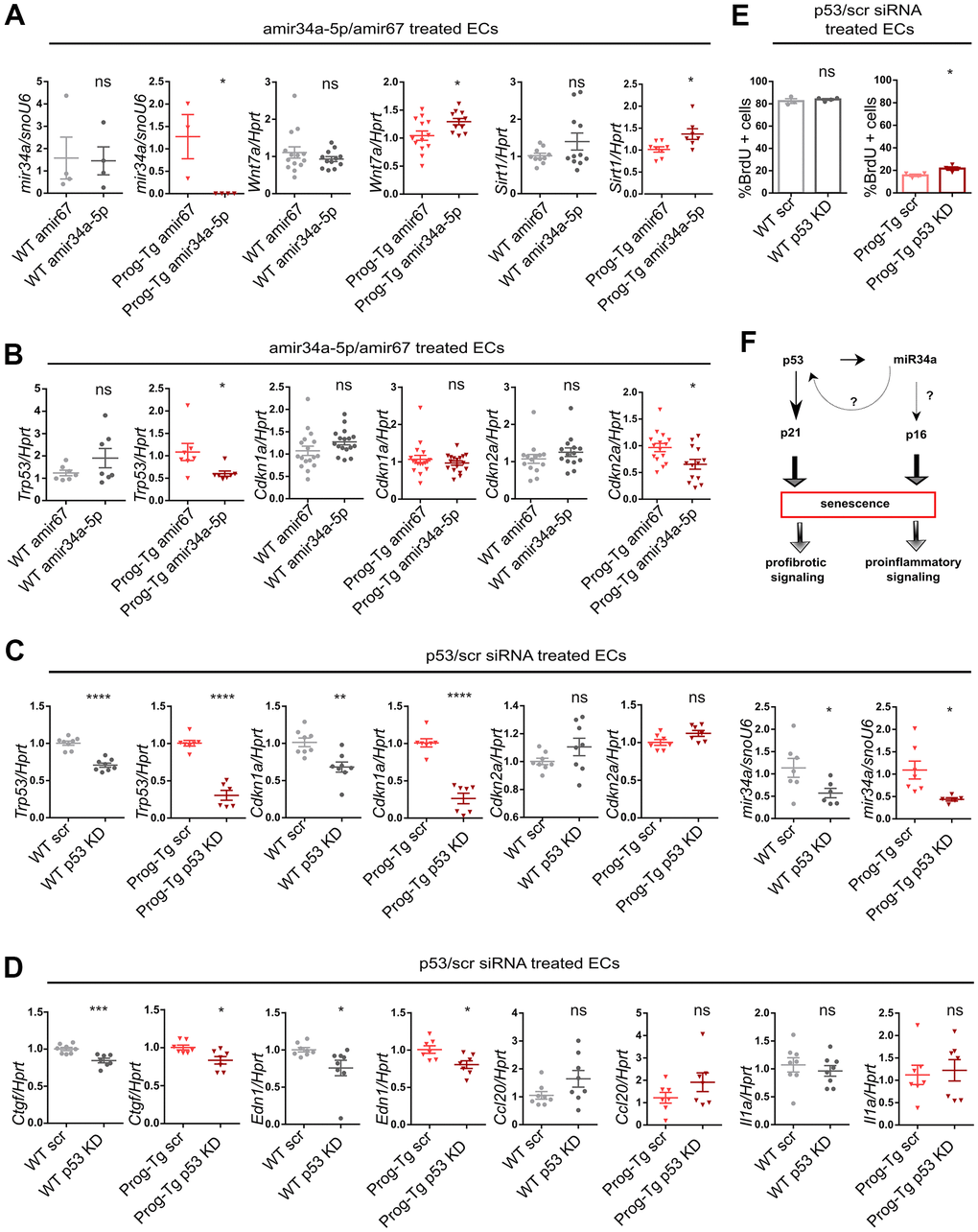 miR-34a-5p fine-tunes senescence in progerin-expressing ECs. WT and Prog-Tg lung ECs were transfected with antimiR34a-5p (amir34a-5p) or control antimir67 (amir67) and tested for (A) expression levels of miR34a-5p, and mir34 targets Wnt7a and Sirt1 and (B) Trp53, Cdkn1a and Cdkn2a. WT and Prog-Tg lung ECs were transfected with p53 neutralizing siRNAs or scrambled siRNA (scr) and tested for (C) gene expression levels of senescence markers Trp53, Cdkn1a, Cdkn2a and miR34a-5p and (D) pro-fibrotic markers Ctgf, Edn1 and pro-inflammatory markers (Ccl20, Il1a). (E) BrdU assay performed over 40 h. (F) Schematic representation of miR34a-5p acting on p53- and p16-branch regulating senescence pathways in Prog-Tg ECs. For qPCRs n≥3. Unpaired two-tailed Students t test, ns=non-significant *p