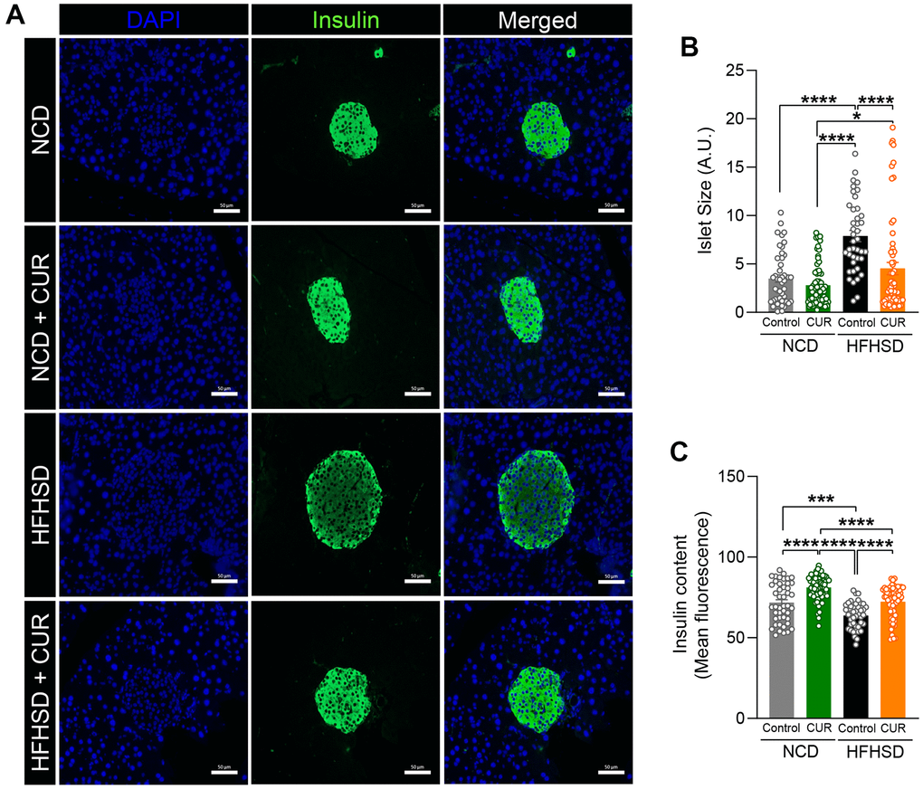 HFHSD+CUR fed mice maintain normal pancreatic beta-cell integrity. After 15 weeks of diet, (A) pancreas sections from mice on normal chow diet (NCD), curcumin-supplemented normal control diet (NCD+CUR), high-fat high-sugar diet (HFHSD), and curcumin supplemented high-fat high-sugar diet (HFHSD+CUR) were stained for insulin (green) and DAPI (blue). Representative confocal images are shown using a 40X oil objective. Fiji-Image J software (NIH) was used to quantitate (B) total islet size (scale bar, 50 μm), (C) insulin content (mean fluorescence). Quantitative analysis was based on at least 50-70 images per group (n = 3 mice per group). *p ≤ 0.05, ***p ≤ 0.001 and ****p ≤ 0.0001.