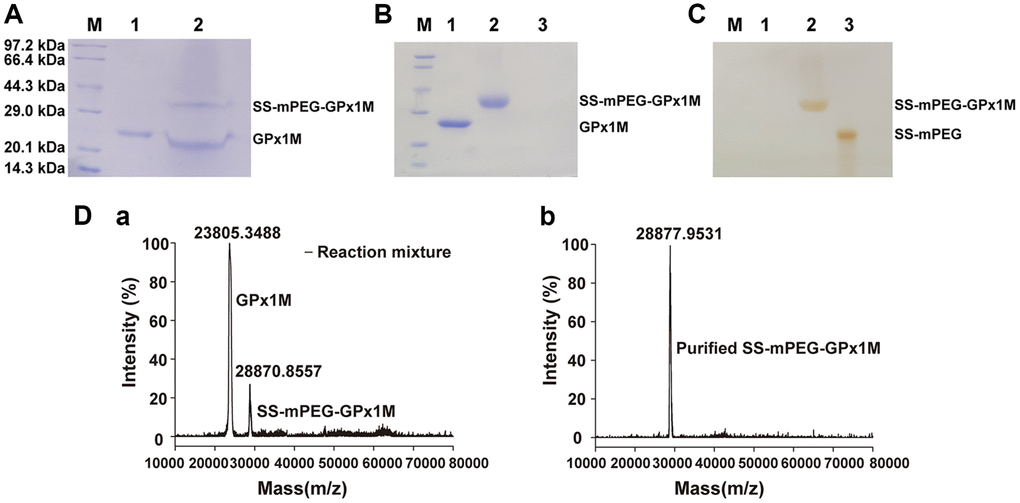 Characterization of SS-mPEG-GPx1M. (A) SS-mPEG-GPx1M form at mass ratio 1:50 stained with Coomassie Blue R-250. M, molecular weight standards. Lane 1, GPx1M. Lane 2, the reaction mixture with a molar ratio of 1:50 between GPx1M and SS-mPEG, including unmodified GPx1M and SS-mPEG-GPx1M. SDS-PAGE analysis of purified SS-mPEG-GPx1M with Coomassie Blue R-250 (B) and Iodine stain (C). Abbreviation: M: molecular weight standards. Lane 1, GPx1M. Lane 2, purified SS-mPEG-GPx1M. Lane 3, SS-mPEG. (D) MALDI-TOF-MS of reaction mixture and purified SS-mPEG-GPx1M. (a) The MS image of reaction mixture. The reaction mixture mainly included unmodified GPx1M (23805.3488 m/z) and PEGylated product (SS-mPEG-GPx1M, 28870.8557 m/z). (b) The MS image of purified SS-mPEG-GPx1M.