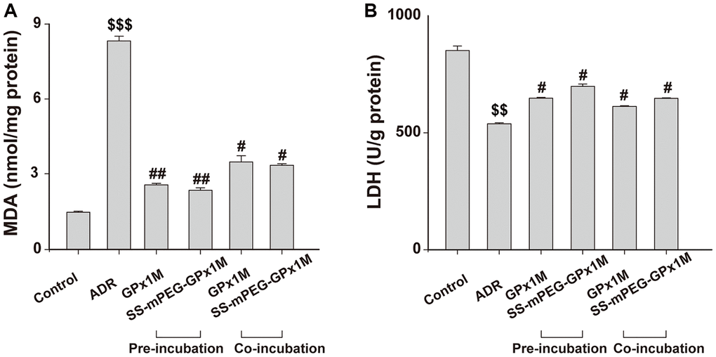 Effects of GPx1M and SS-mPEG-GPx1M on MDA (A) and LDH release (B) from H9c2 cells incubated with ADR. Cells were either preincubated with GPx1M/SS-mPEG-GPx1M (0.08 U/mL) for 1 h and then co-incubated with 2.5 μM ADR for 24 h or incubated with 2.5 μM ADR for 12 h and then co-incubated with GPx1M/SS-mPEG-GPx1M (0.08 U/mL) for another 12 h. $$p $$$p #p ##p 