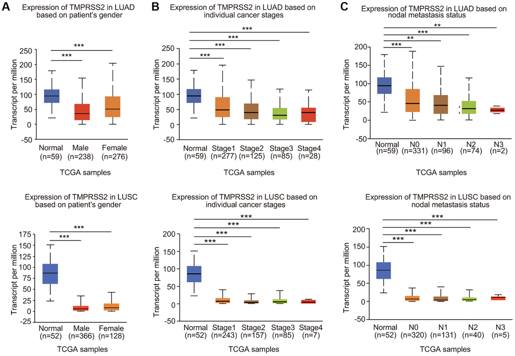 Relationship between TMPRSS2 expression and clinicopathological parameters of lung cancer patients. TMPRSS2 expression was assessed in (A) male and female LUAD (normal, n = 59; male, n = 238; female, n = 276) and LUSC (normal, n = 52; male, n = 366; female, n = 128) patients, (B) patients with different stages of LUAD (normal, n = 59; stage 1, n = 277; stage 2, n = 125, stage 3, n = 85; stage 4, n = 28) and LUSC (normal, n = 52; stage 1, n = 243; stage 2, n = 157, stage 3, n = 85; stage 4, n = 7), (C) patients with different nodal metastasis statuses of LUAD (normal, n = 59; N0, n = 331; N1, n = 96, N2, n = 74; N3, n = 2) and LUSC (normal, n = 52; N0, n = 320; N1, n = 131, N2, n = 40; N3, n = 5). *p **p ***p 