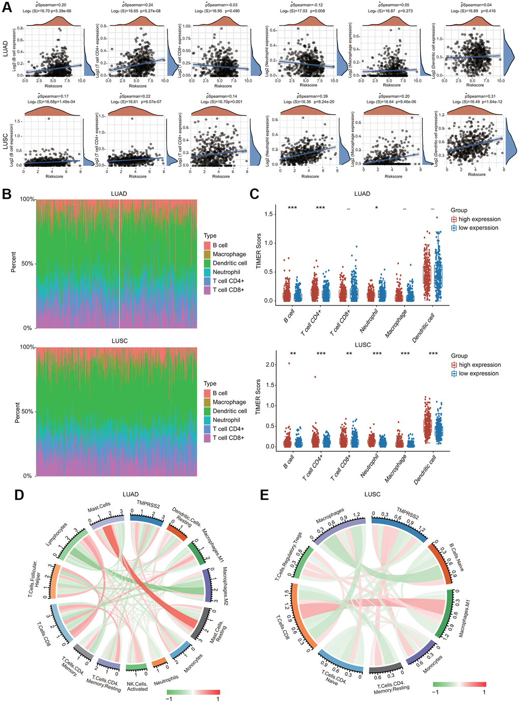 Association between TMPRSS2 expression and infiltration levels of immune cells in lung cancer. (A) TMPRSS2 expression was significantly correlated with the infiltration levels of various immune cells in LUAD and LUSC in the TIMER database. (B, C) TMPRSS2 expression was significantly associated with the infiltration of immune cells in LUAD and LUSC according to the CIBERSORT algorithm. (D) Heatmap of the correlation of TMPRSS2 and immune checkpoints in LUAD. (E) Heatmap of the correlation of TMPRSS2 and immune checkpoints in LUSC. *p **p ***p 