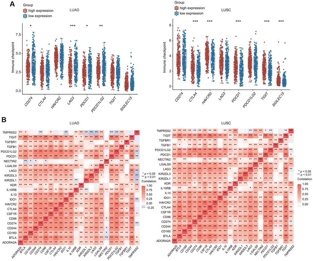 Relationship between TMPRSS2 expression and immune checkpoint genes. (A) The expression of multiple immune checkpoint genes between TMPRSS2 high-expression group and TMPRSS2 low-expression group in LUAD and LUSC. (B) Heatpmap of correlations between TMPRSS2 expression and immune checkpoint genes in LUAD and LUSC.