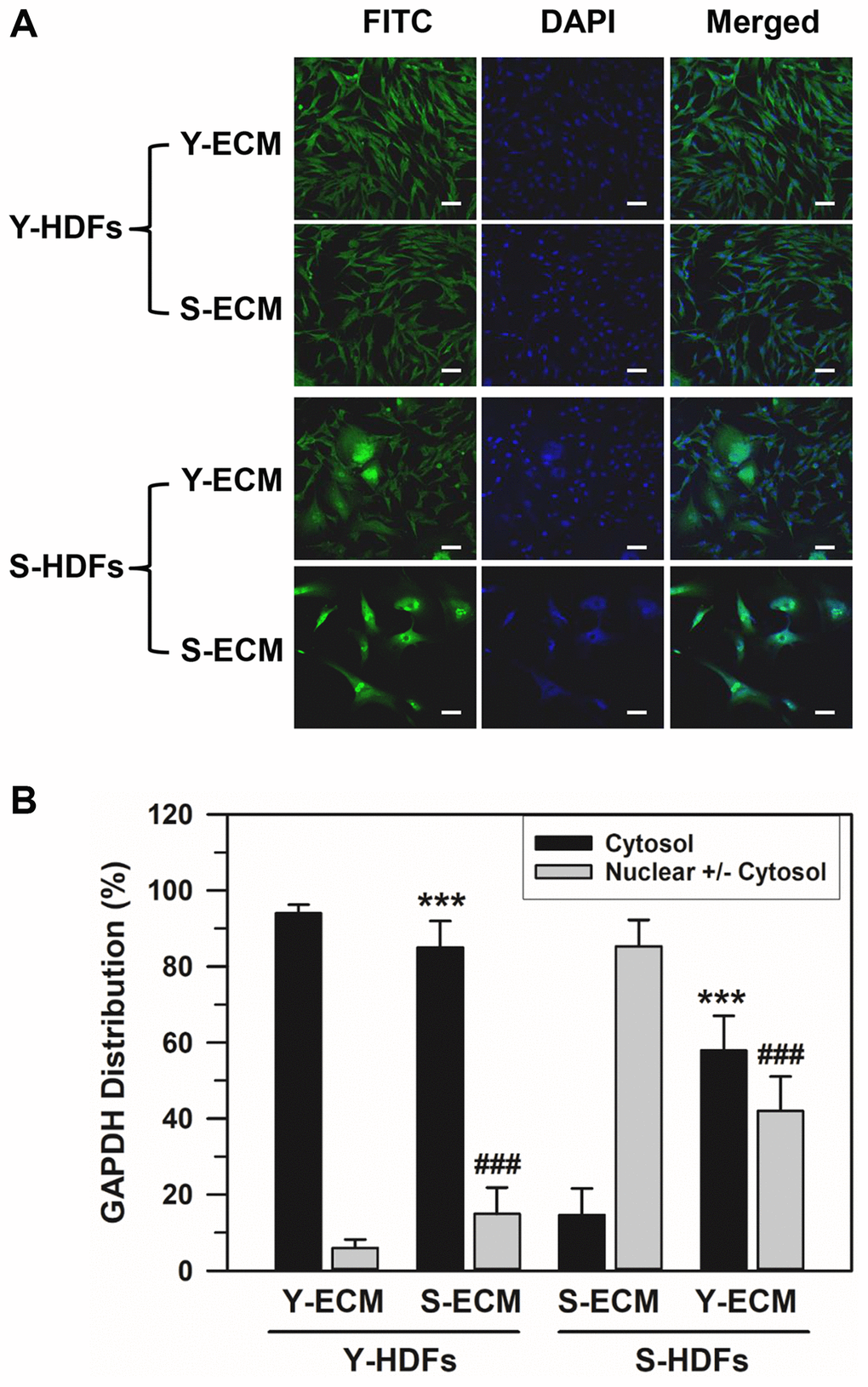 Effect of young ECM on the nuclear localization of GAPDH in senescent HDFs. (A) Young (Y-HDFs, PD 16) and senescent (S-HDFs, PD 75) cells were seeded onto cover slides coated with young ECM (Y-ECM) or senescent ECM (S-ECM). After incubation for 5 days, cells were immunostained against GAPDH and analyzed by confocal laser scanning microscopy (magnification, 100×; scale bar, 50 μm). (B) The number of cells with cytosolic GAPDH alone (Cytosol) and cells having nuclear GAPDH with or without cytosolic GAPDH (Nuclear +/− Cytosol) was counted, and the percentage distributions were calculated (n = 18 for total replicates) and plotted as means ± standard deviations. ***p ###p 