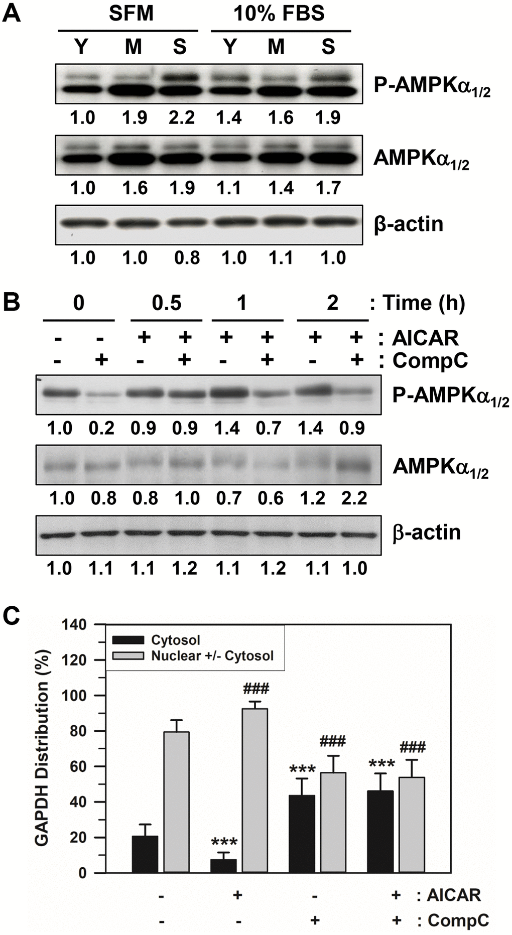 Effects of AICAR and CompC on AMPK activation and GAPDH distribution in senescent HDFs. (A) Subconfluent young (Y, PD 12), middle (M, PD 48), and senescent (S, PD 86) HDFs were incubated with SFM or 10% FBS medium for 2 days. (B) Subconfluent young (PD 20) and senescent (PD 74) HDFs were treated with vehicle (−) or 1 mM AICAR and/or 10 μM CompC (+) for 2 days. Cells in A and B were lysed in a lysis buffer, and 45 μg of protein from each lysate was assessed for the levels of phosphorylated AMPKα1/2 on Thr172 (P-AMPKα1/2), total AMPKα1/2, and β-actin by western blot analysis. The band densities were normalized against β-actin and the fold changes compared to that of young cells (Y/SFM) in A and vehicle treated control cells (−/−) in B are written under each band. (C) Subconfluent senescent (PD 72) HDFs were treated with vehicle (−) or 1 mM AICAR and/or 10 μM CompC (+) for 2 days. Cells were immunostained against GAPDH and analyzed by confocal laser scanning microscopy. The number of cells with cytosolic GAPDH alone (Cytosol) and cells having nuclear GAPDH with or without cytosolic GAPDH (Nuclear +/− Cytosol) was counted, and the percentage distributions were calculated (n = 40 for total replicates) and plotted as means ± standard deviations. ***p ###p 