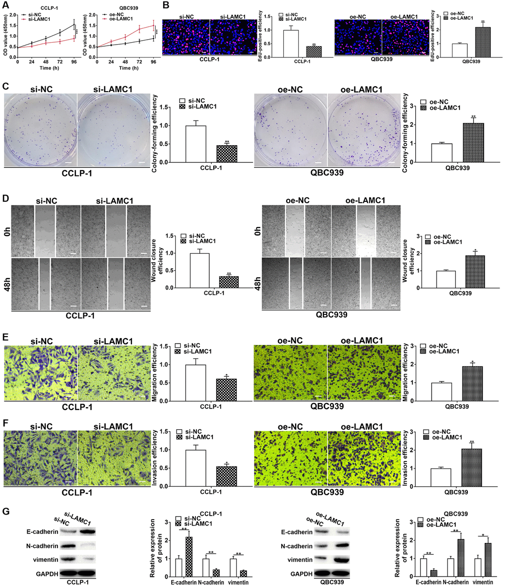 LAMC1 facilitates CCA cell proliferation, invasion and EMT. (A) CCK-8 and (B) EdU assays determined the effect of LAMC1 on CCA proliferation. (C) Colony formation assay determined the effect of LAMC1 on colony-forming ability of CCA cells. (D) Wound healing and (E, F) transwell assays validated the effects of LAMC1 on migration and invasion of CCA cells. (G) The effect of LAMC1 on EMT process of CCA cells. *P **P ***P 