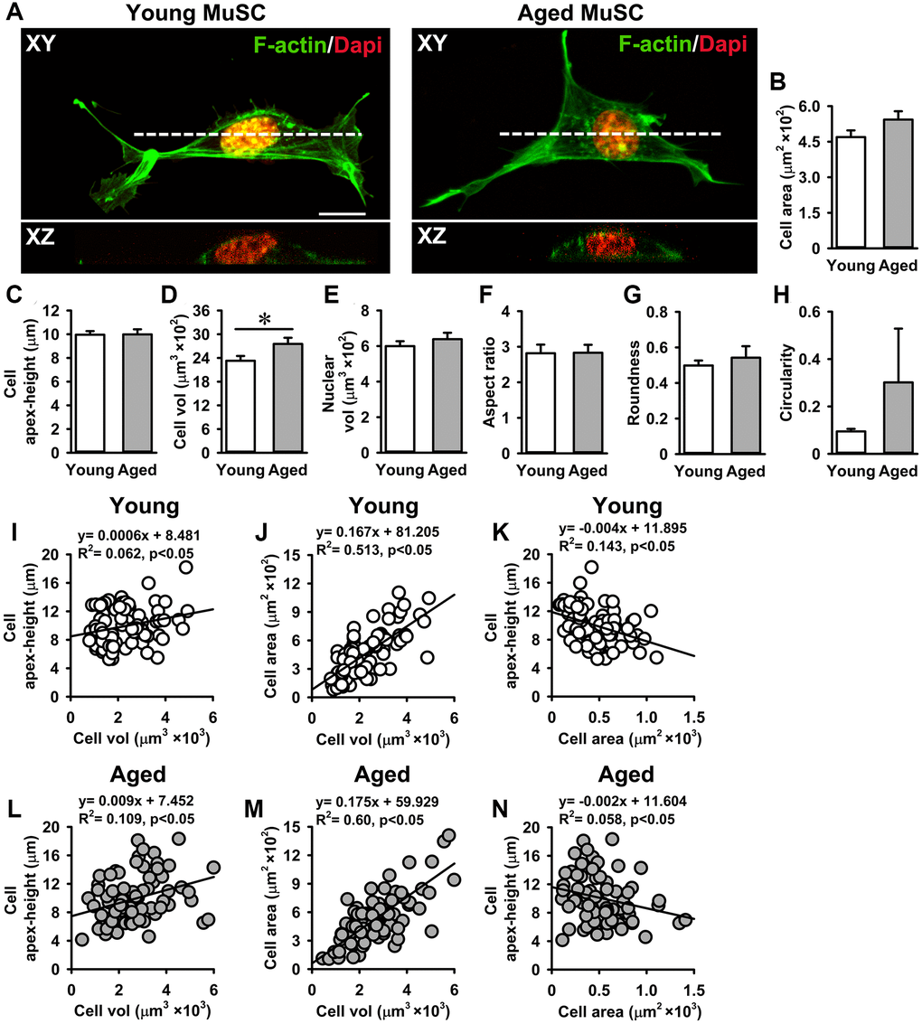 Aged MuSCs exhibited a larger cell volume than young MuSCs. (A) Top view (XY) and cross-sectional images (XZ, white dotted line) of young and aged MuSCs cultured for 3 days and stained for F-actin filaments (green) and nuclei (red) to quantify cell morphometry. (B, C) Cell spreading area and cell apex-height of MuSCs on matrigel coated glass substrate. (D, E) Aged MuSCs exhibited 18% larger cell volume than young MuSC whereas the nuclear volume did not differ. (F–H) Cell shape descriptors were not different between young and aged MuSCs. (I–N) Correlation between cell apex-height, cell volume and cell area of young and aged MuSCs. Abbreviation: MuSCs: muscle stem cells. Values are mean ± SEM. n = 75 cells (from 3 mice per age group). *Significant effect of age, p 