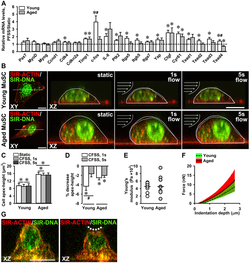 Attenuated mechanosensitivity to PFSS in aged MuSCs. (A) MuSC gene expression in response to PFSS, showing upregulation of Cdk4, Timp1, c-fos, IL-6, Ptk2, Itga5, Itgb5, Itga7, Yap, Ctgf, Cyr61, Tead1, Tead2, Tead3, and Tead4, in young MuSCs, and Timp1, Ctgf, and Cyr61 in aged MuSCs. Young MuSCs, n = 10 (from 4 young mice). Aged MuSCs, n = 8 (from 3 aged mice). (B) Confocal top view (XY) and cross-sectional (XZ) live cell images of young and aged MuSCs stained for F-actin filaments (red), and nuclei (green), before (static) and during (1 s, 5 s) fluid shear stress treatment, illustrating the change in cell apex-height as a result of fluid shear stress. The change in cell apex-height is highlighted with solid and dotted lines in XZ images. Arrows indicate the direction of fluid flow (C, D) CFSS induced MuSC deformation and decreased the cell apex-height of young and aged MuSCs at the start of CFSS treatment (1 s). Aged MuSCs remained deformed after 5 s of treatment, whereas young MuSCs regained their initial cell apex-height. Young MuSCs, n = 13 (from 3 young mice). Aged MuSCs, n = 10 (from 3 aged mice). (E) Nano-indentation of MuSCs revealed a similar Young’s modulus (~450 Pa) of young and aged MuSCs. The coefficient of variation was large in aged MuSCs (61%) compared to young MuSCs (27%). (F) Force-indentation curves showing large variation in force required to indent aged MuSCs compared to young MuSCs. (G) Confocal cross-sectional micrographs of young MuSC stained for F-actin filaments (red) and nucleus (green) before and during nano-indentation, illustrating cell deformation (dotted line). Young and aged MuSCs, n = 10 cells (from 1 young mouse and 1 aged mouse). Abbreviations: MuSCs: muscle stem cells; PFSS: pulsating fluid shear stress; CFSS: constant fluid shear stress. Values are mean ± SEM. *Significant effect of PFSS, p #Significant difference between age groups, p 