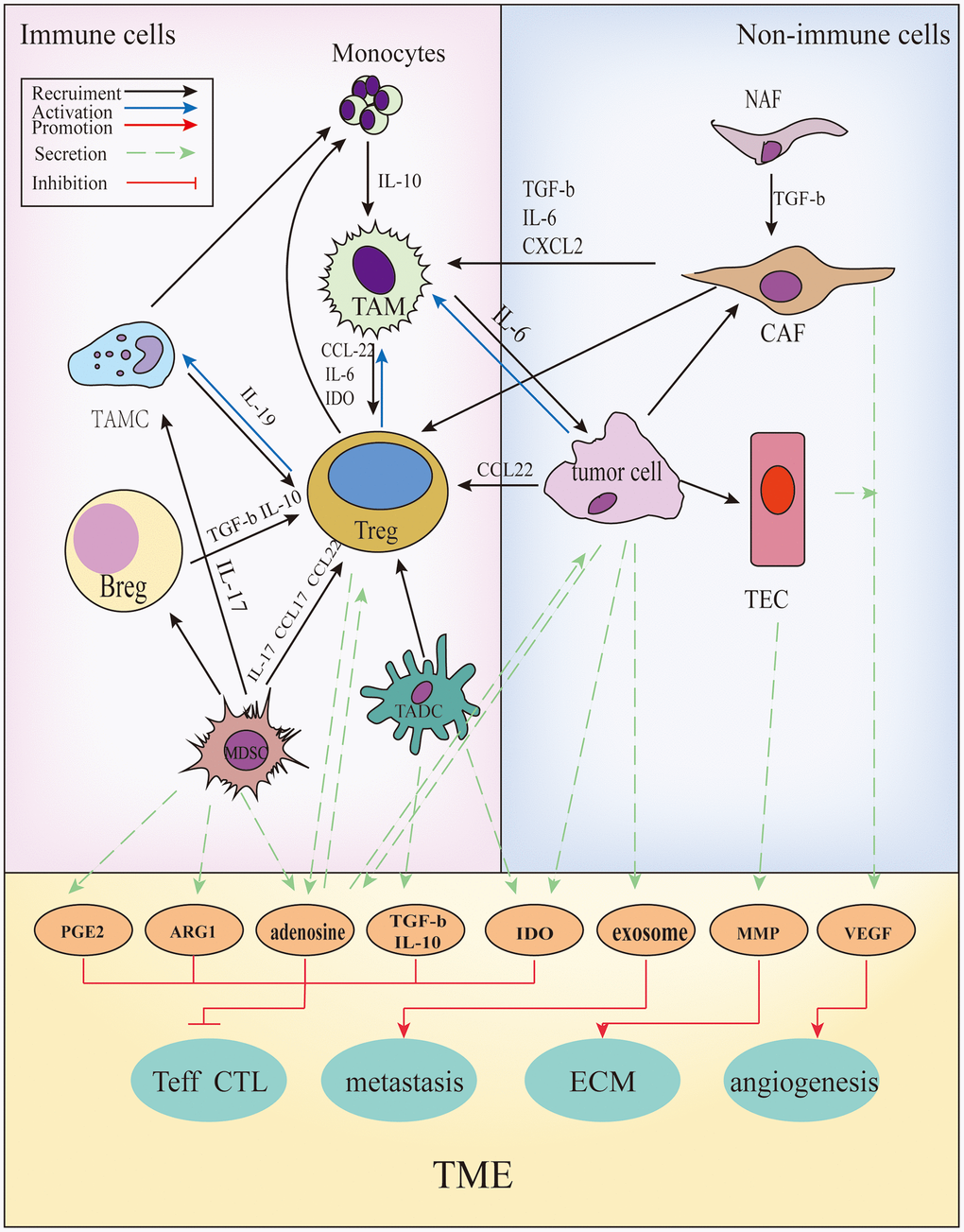 The cross-talks between immune and non-immune cells within the TME. In the TME, all kinds of cells secrete soluble molecules and interact with each other, such as prostaglandin E2(PGE2), arginase-1(ARG1), adenosine, transforming growth factor β(TGF-β), interleukin (IL)-10, indoleamine2,3-dioxygenase (IDO), exosomes, matrix metalloproteinase (MMPs), vascular endothelial growth factor (VEGF), and so on. These factors inhibit the function and proliferation of CD4+/ CD8+ T cells, promote angiogenesis, extracellular matrix (ECM) remodeling and tumor metastasis.