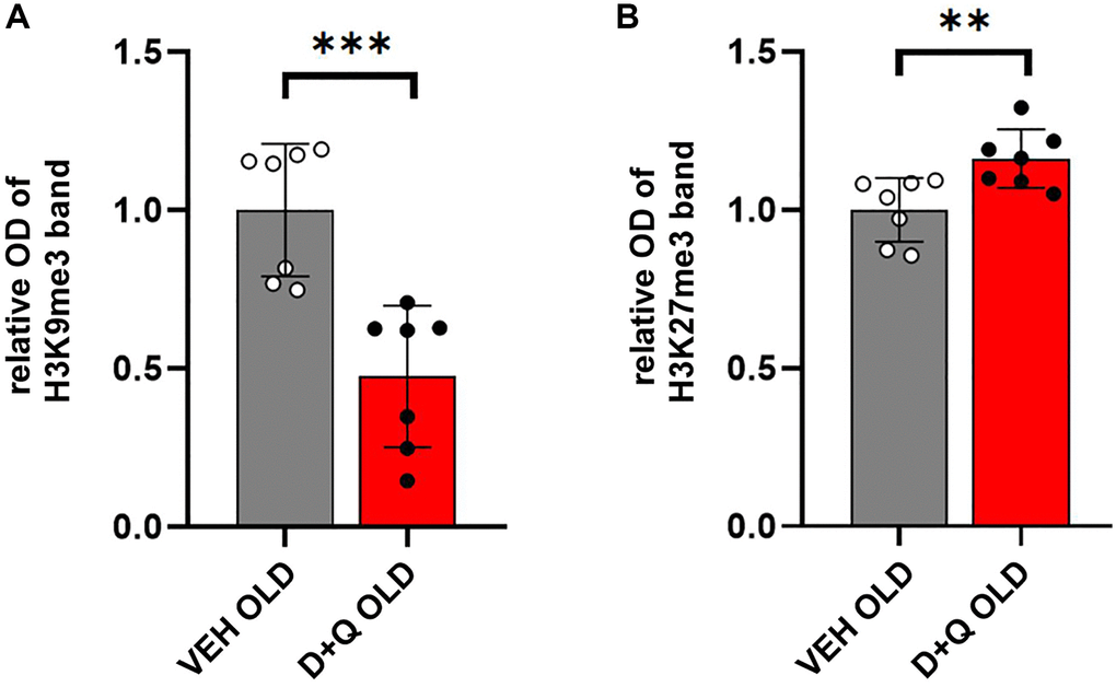 Changes in the levels of H3 histones in the hippocampus of aged rats after D+Q treatment. Improved cognitive skills, decreased peripheral inflammation, and changes in neuronal synaptic plasticity are accompanied by changes in H3 methylation profile. Trimethylation of H3K9 (A) and H3K27 (B) relative to the whole H3 in the hippocampus of aged rats after D+Q or VEH treatment measured by Western blot. The data are expressed as means ± SEM normalized to the average of the VEH group, and analyzed using t-test; N = 7, *p **p ***p 