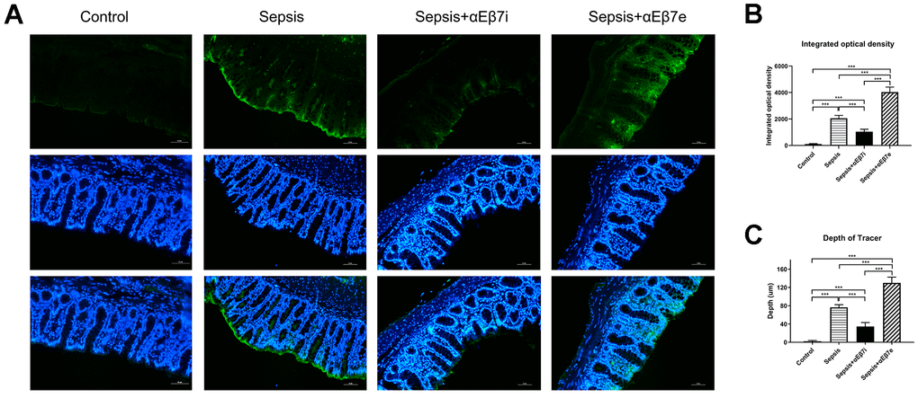 (A) Detection of intestinal mucosal permeability in rats of control cohort, sepsis cohort, sepsis+αEβ7i cohort, and sepsis+αEβ7e cohort, respectively. (B) The integrated optical density (IOD) of fluorescent staining in the intestinal mucosa of rats among the four cohorts. (C) The penetration depth of tracer in the intestinal mucosa of rats among the four cohorts. * P P P 