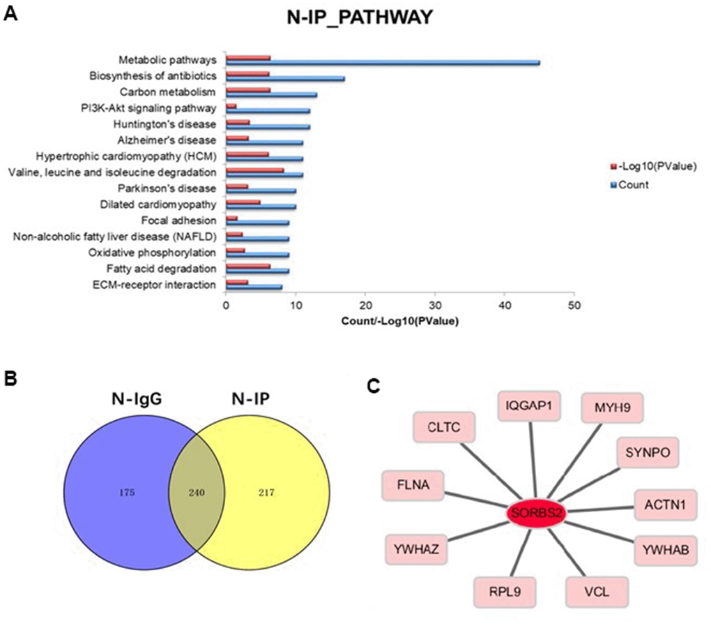 Proteins interacting with SORBS2 were screened by IP experiment. (A) IP experiment screened the signal pathways that were different from SORBS2. (B) The Venn diagram shows the difference between the two groups of IgG and IP. (C) Proteins interacting with SORBS2 were screened by bioinformatics database. The main enrichment pathway of the proteins interacting with SORBS2 was screened by IP experiments.