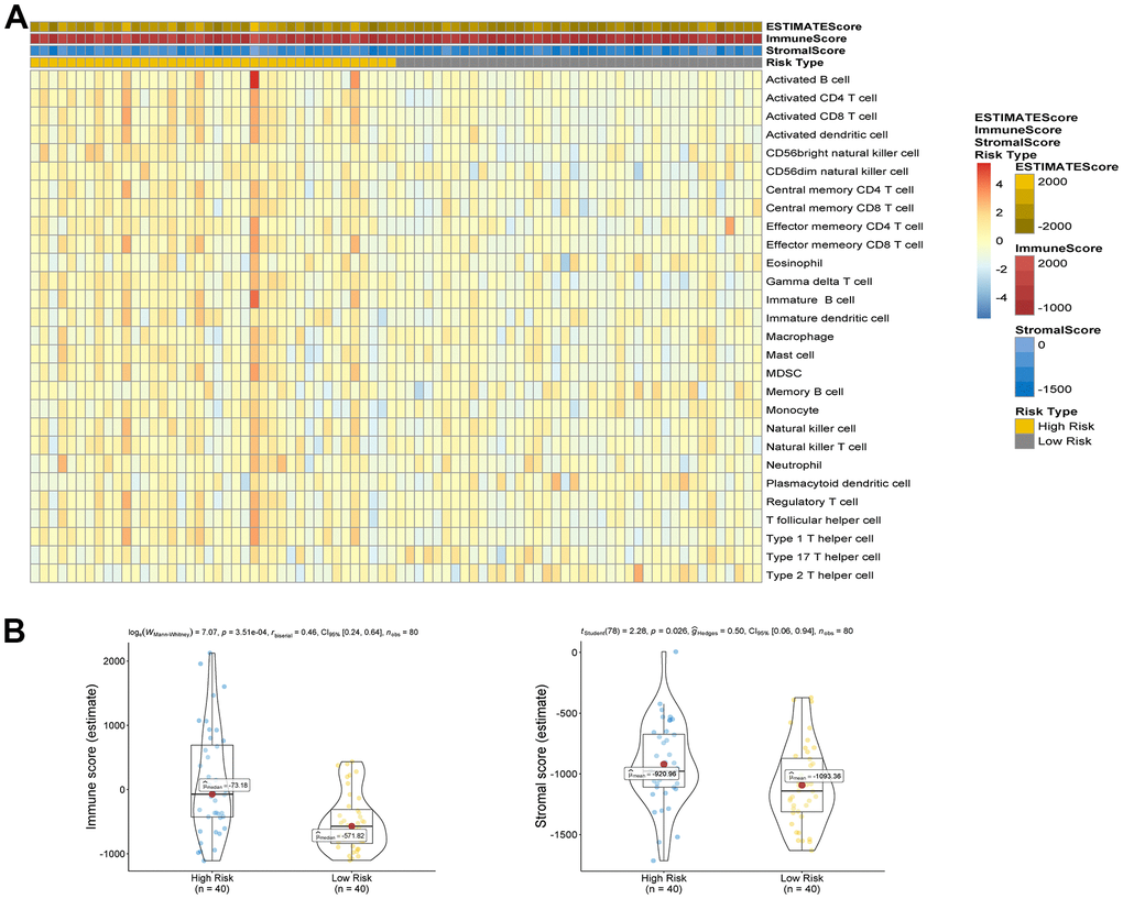 (A) Comparison of ESTIMATE score, stromal score, immune score and 28 types of immune cells ssGSEA enrichment between high/low-risk groups. (B) Comparison of stromal score and immune score between high/low-risk groups.