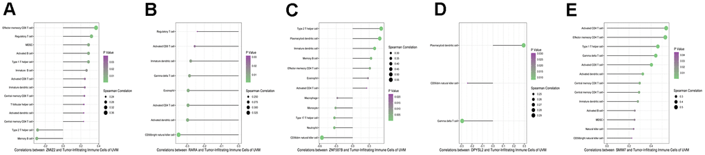 Correlation infiltrating immune cells with five parent genes (A–E stands for ZNF587B, RARA, DPYSL2, SMIM7, and ZMIZ2).